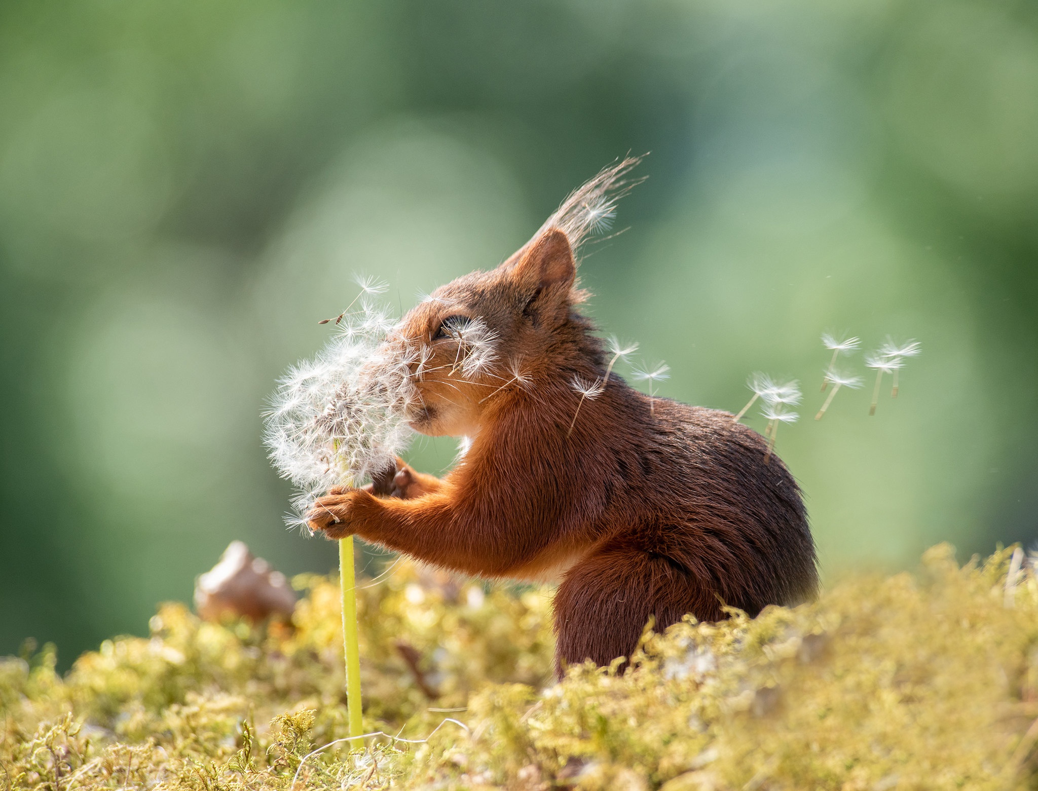 Download mobile wallpaper Squirrel, Animal, Rodent, Dandelion for free.