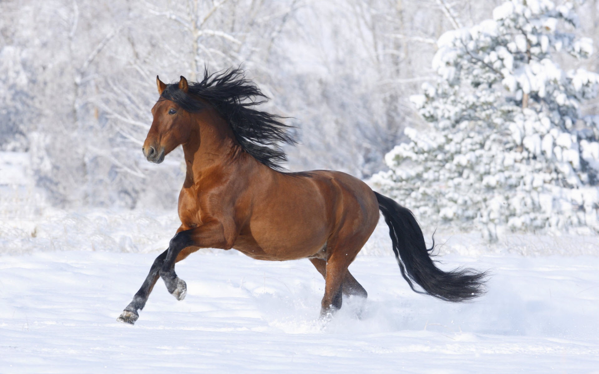 PCデスクトップに動物, 冬, 馬, 雪画像を無料でダウンロード