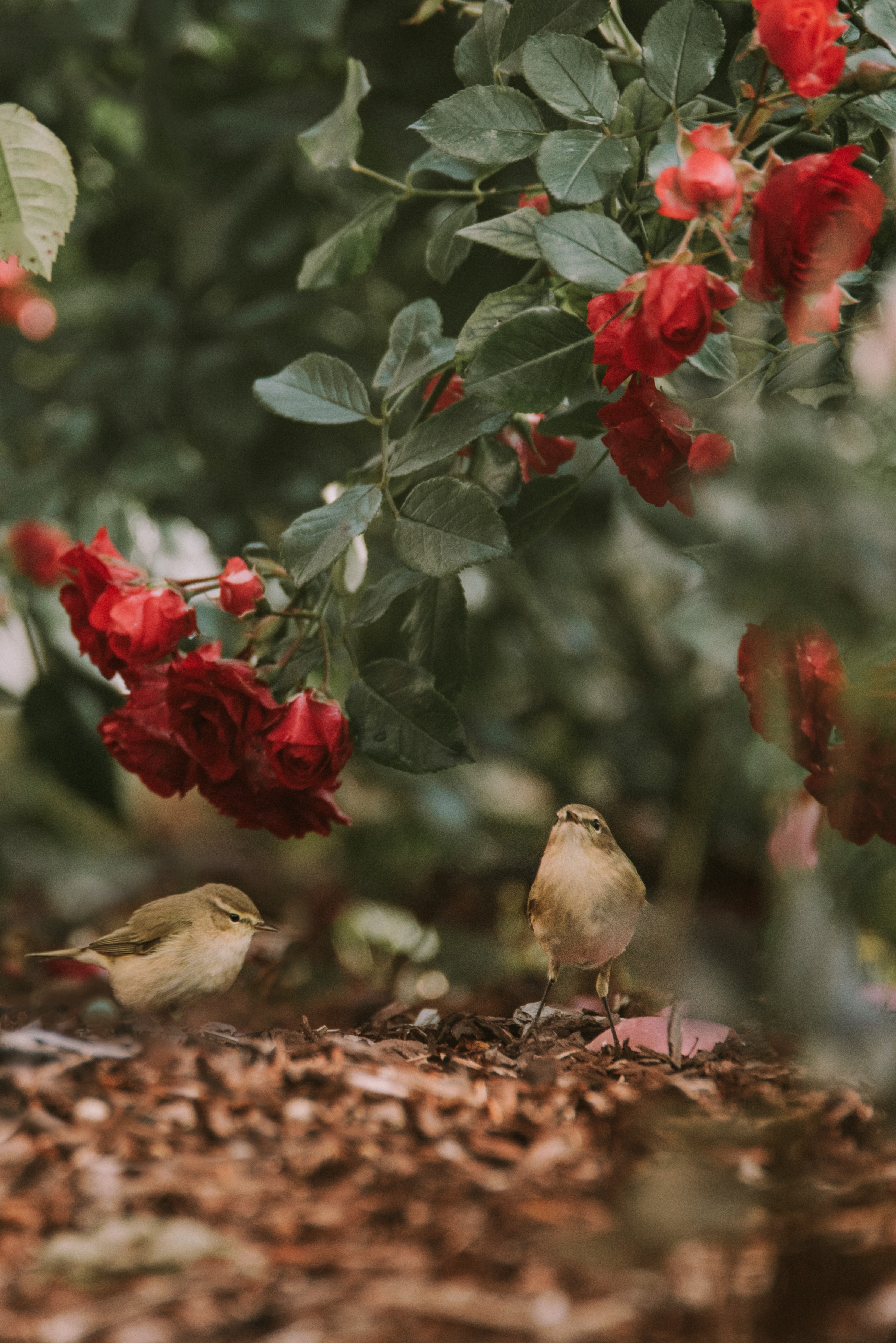 Descarga gratis la imagen Animales, Birds, Roses, Flores en el escritorio de tu PC