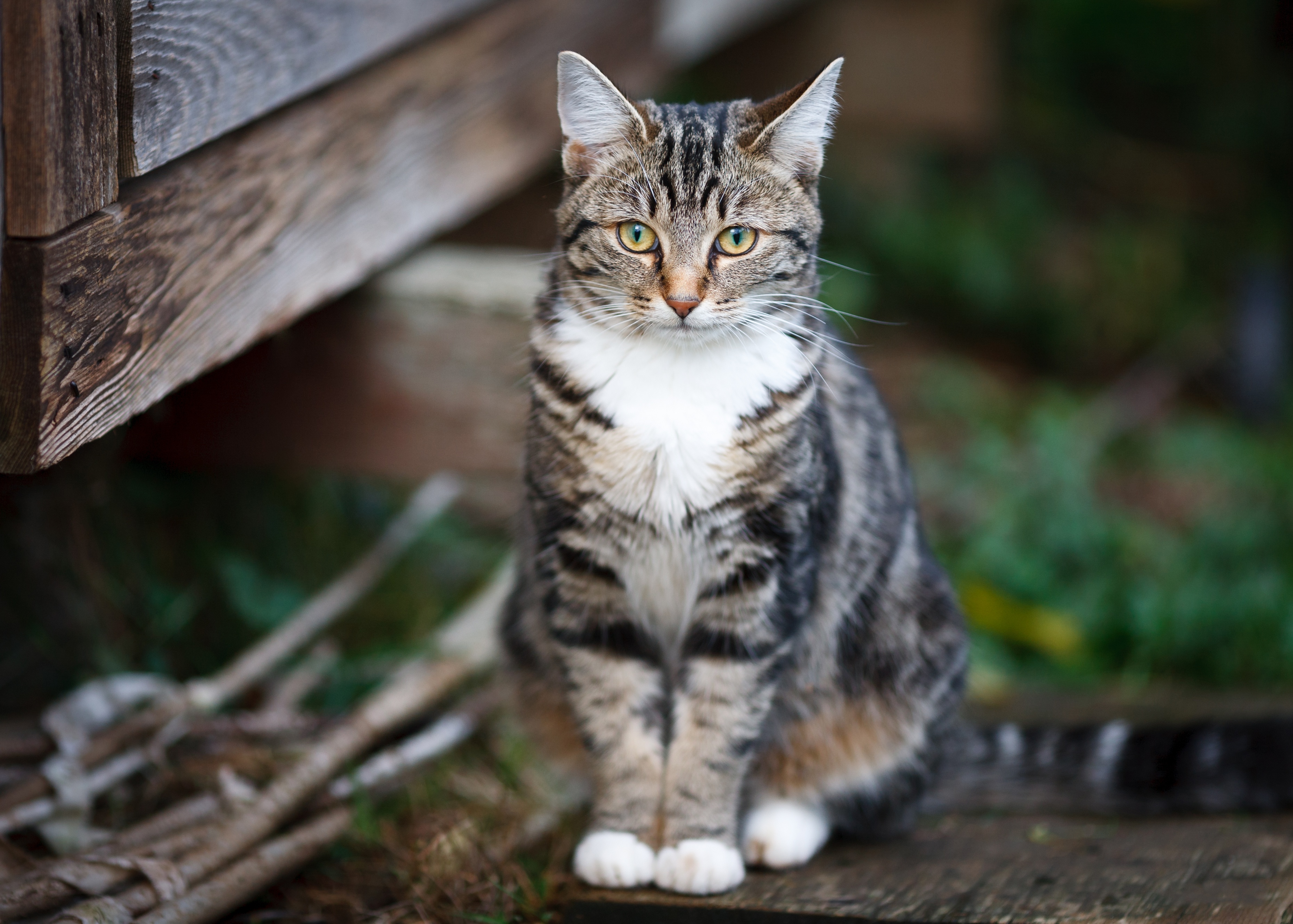 Descarga gratuita de fondo de pantalla para móvil de Gato, Gatos, Animales.