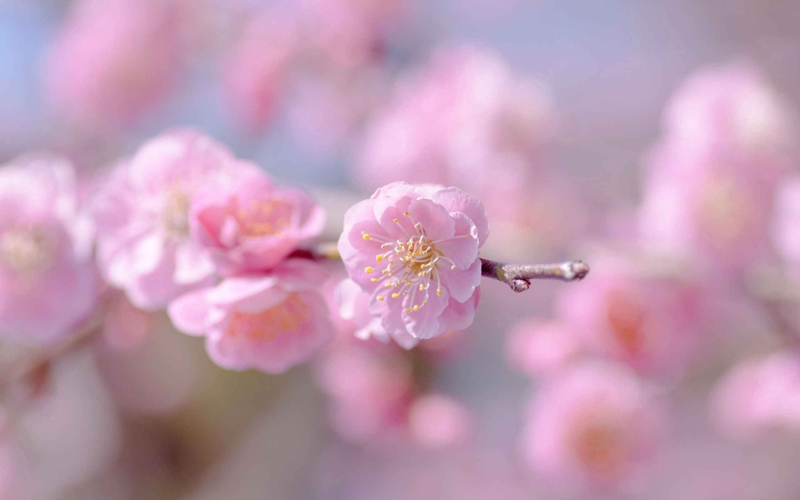 95989 скачать картинку весна, лепестки, розовый, растение, цветок, макро - обои и заставки бесплатно