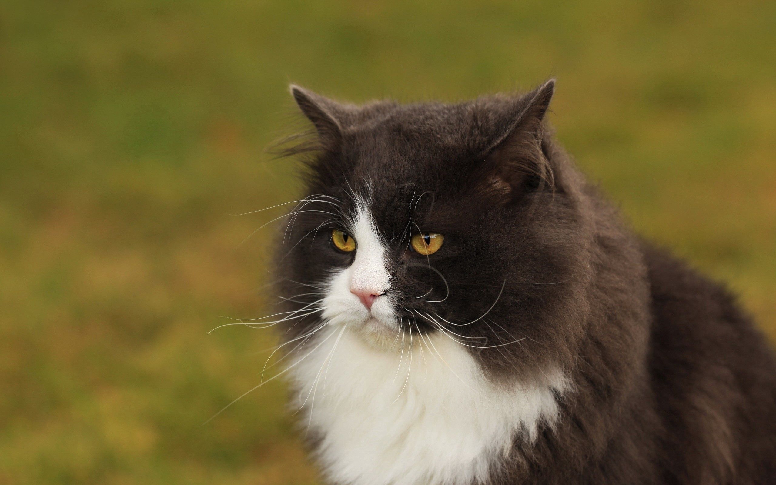anger, animals, cat, fluffy, muzzle, sight, opinion, fat, thick, dissatisfied, discontented