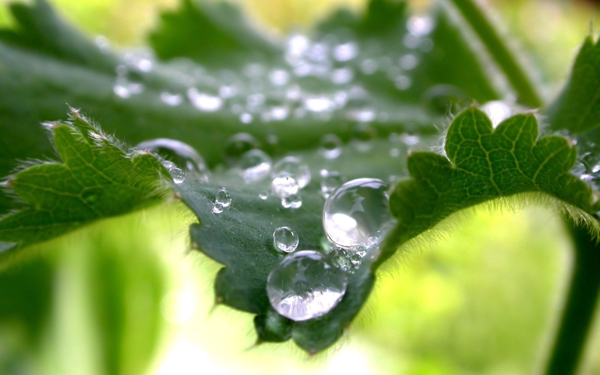 Download mobile wallpaper Drops, Dew, Macro, Leaves for free.