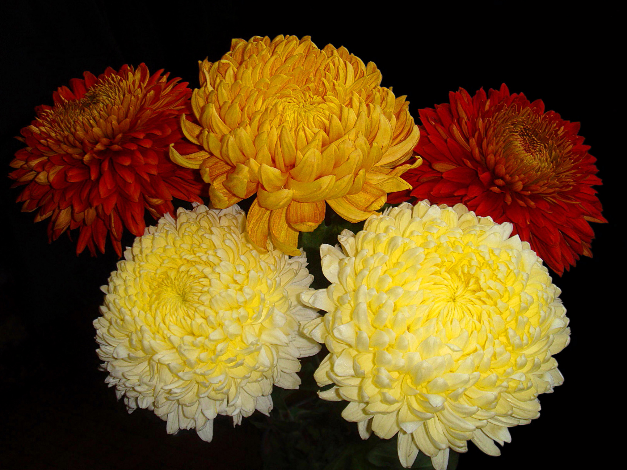 Download mobile wallpaper Flowers, Chrysanthemum, Flower, Earth, Yellow Flower, Red Flower for free.