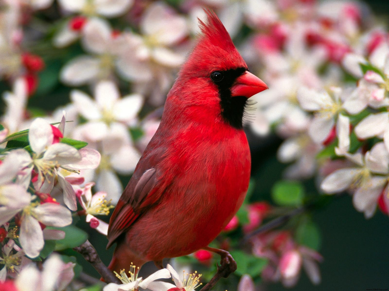 163456 descargar imagen animales, aves, cardenal: fondos de pantalla y protectores de pantalla gratis