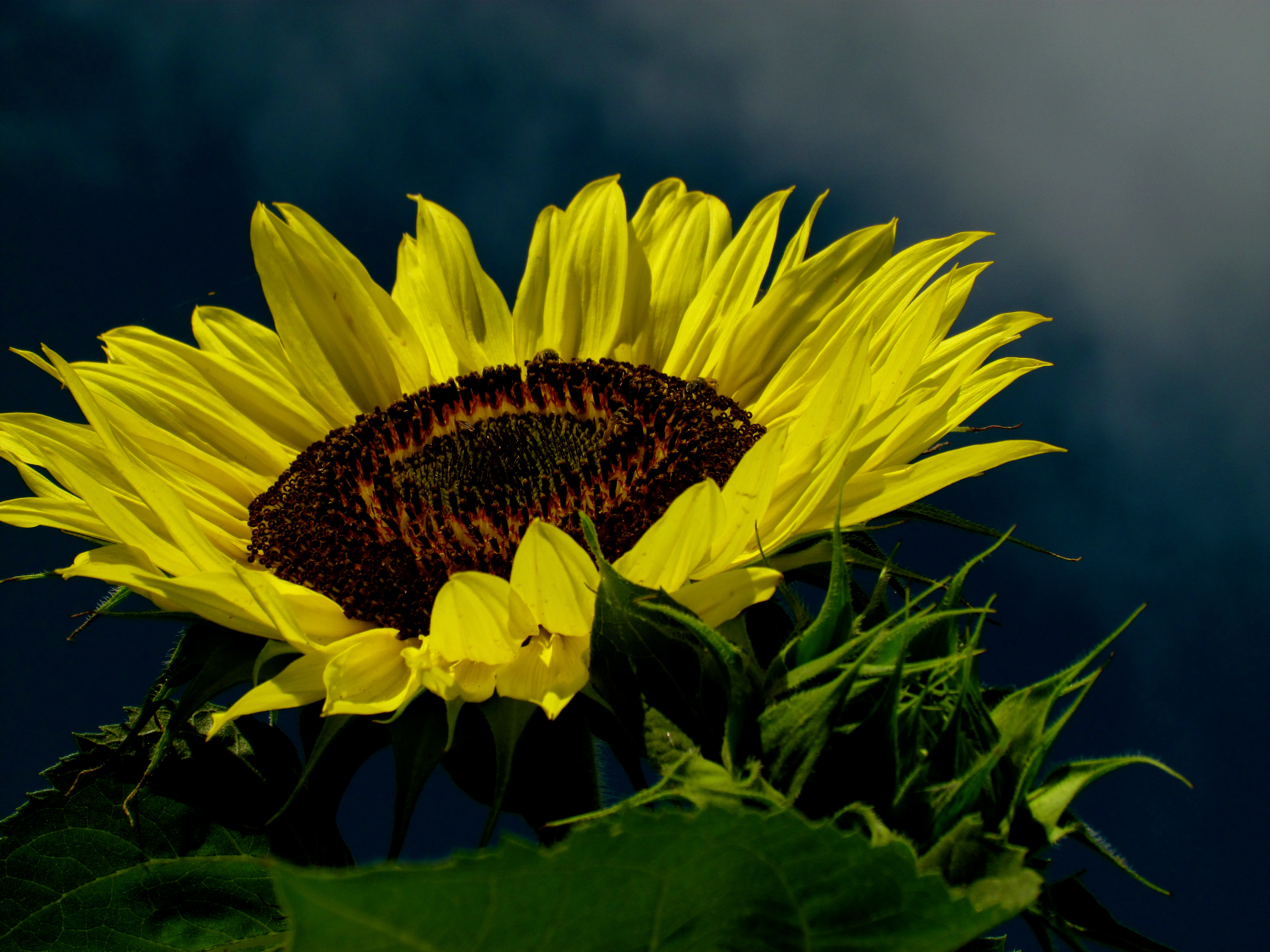 Descarga gratis la imagen Naturaleza, Flores, Flor, Girasol, Flor Amarilla, Tierra/naturaleza en el escritorio de tu PC