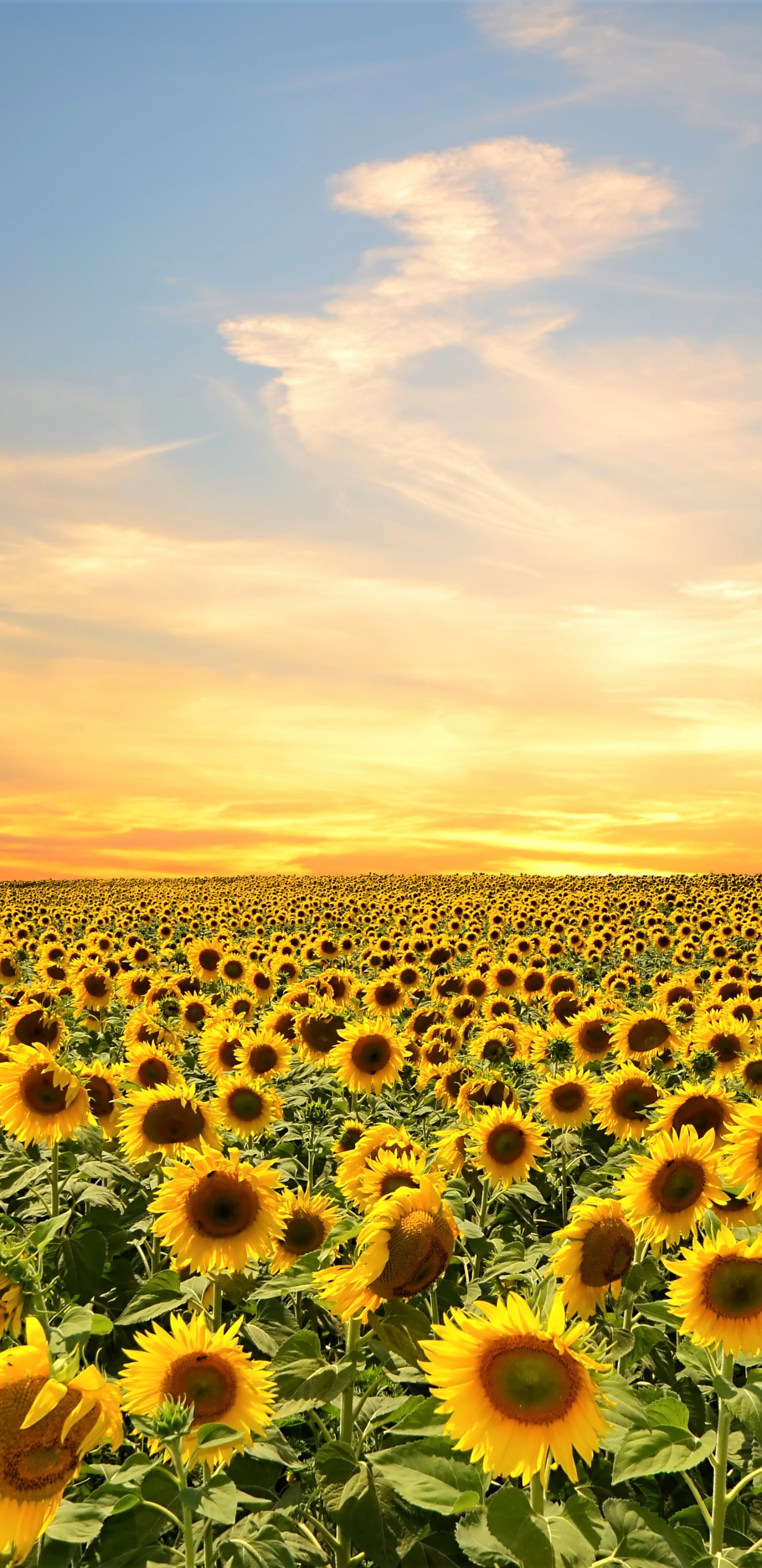 Download mobile wallpaper Flowers, Sky, Summer, Flower, Earth, Field, Sunflower, Yellow Flower for free.