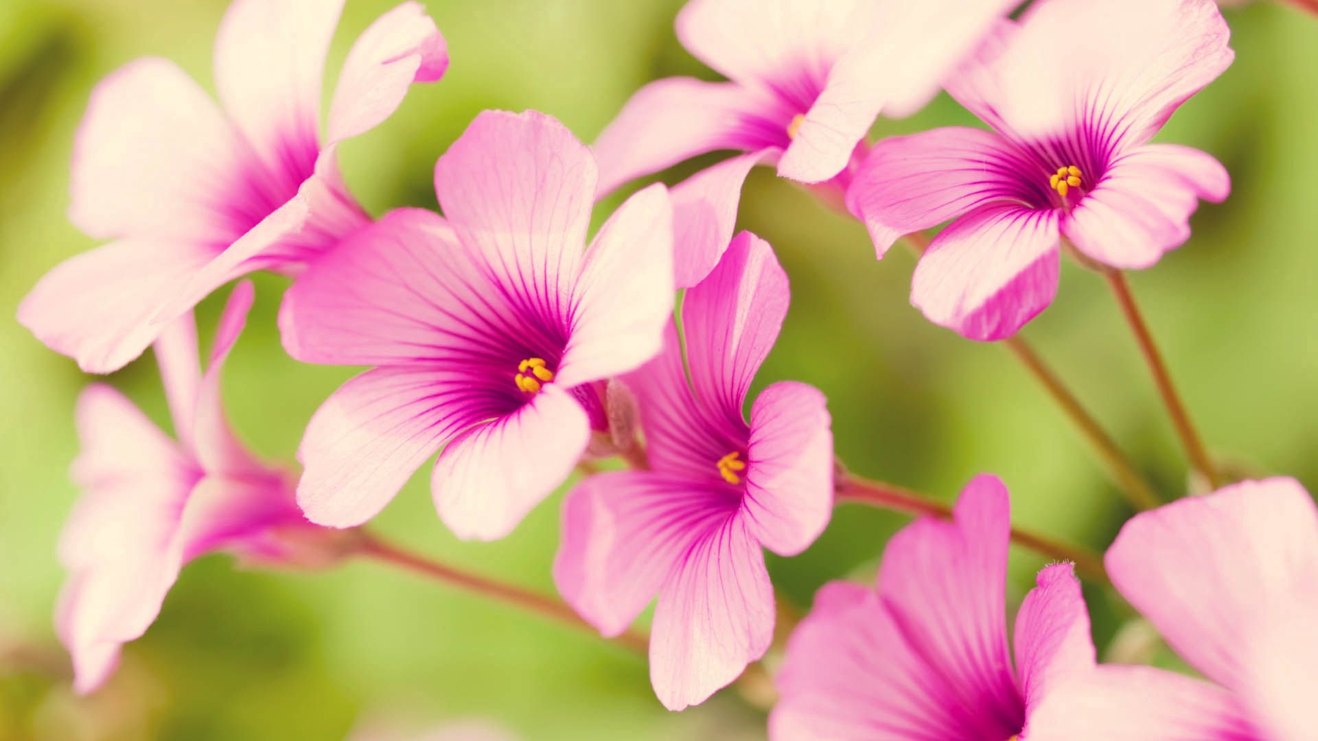 Baixe gratuitamente a imagem Flores, Plantar, Planta, Pétalas, Listrado na área de trabalho do seu PC