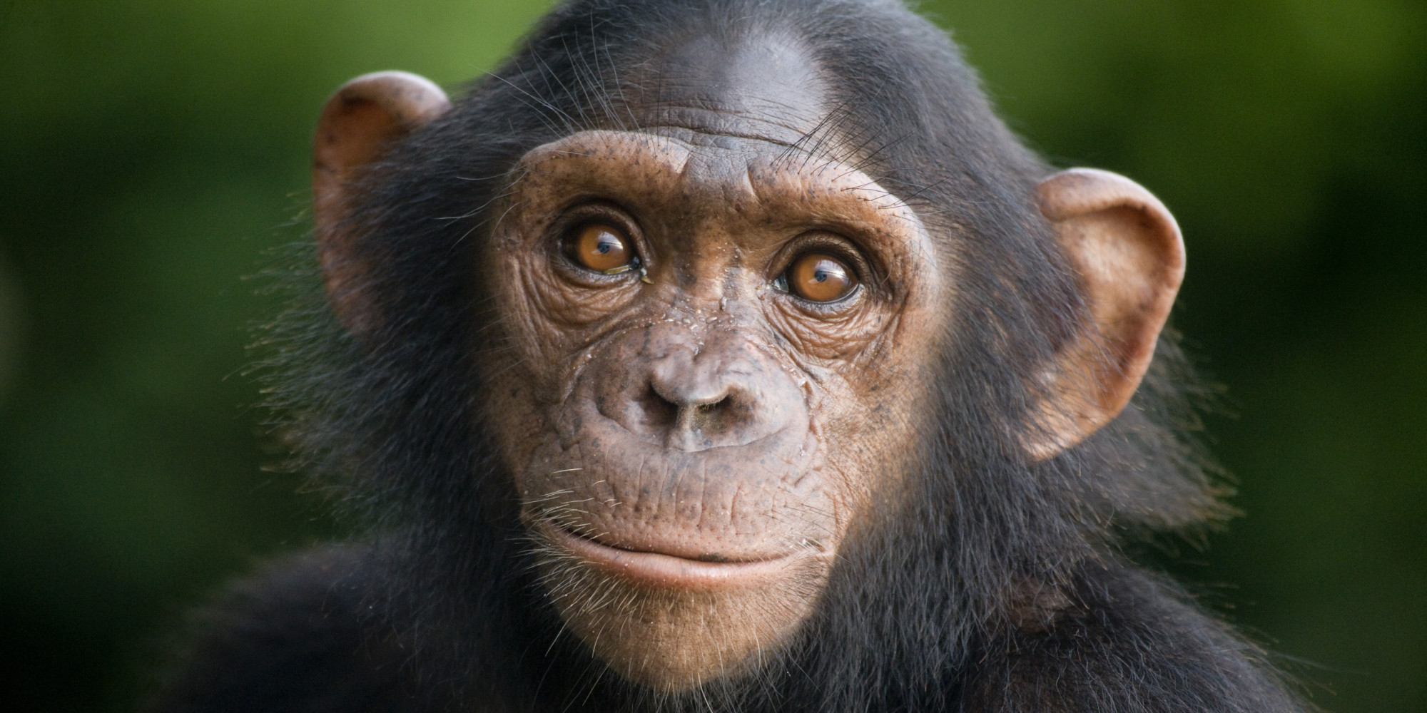 Download mobile wallpaper Monkeys, Animal, Cute, Chimpanzee, Baby Animal for free.