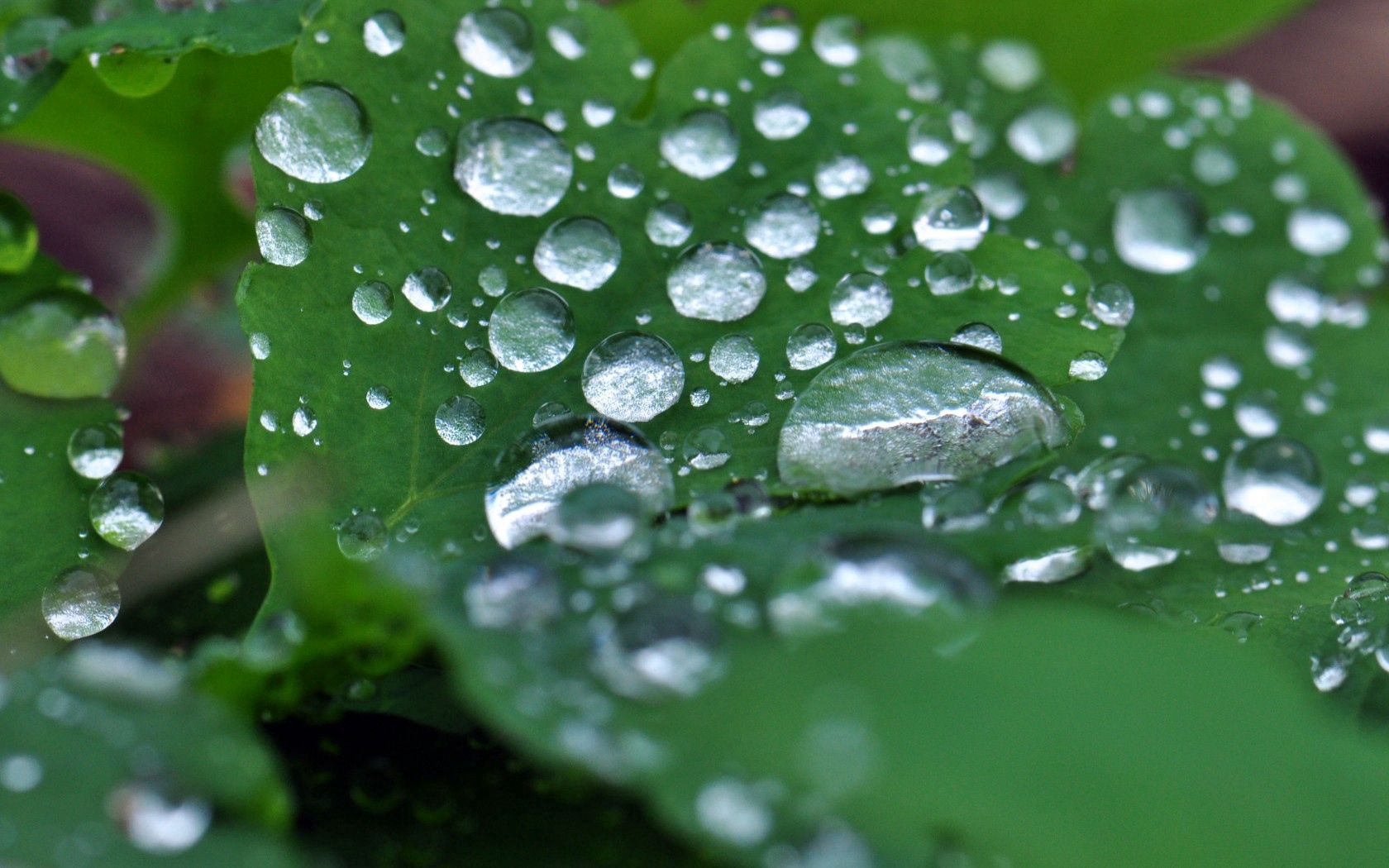 Download mobile wallpaper Macro, Nature, Leaves, Drops for free.