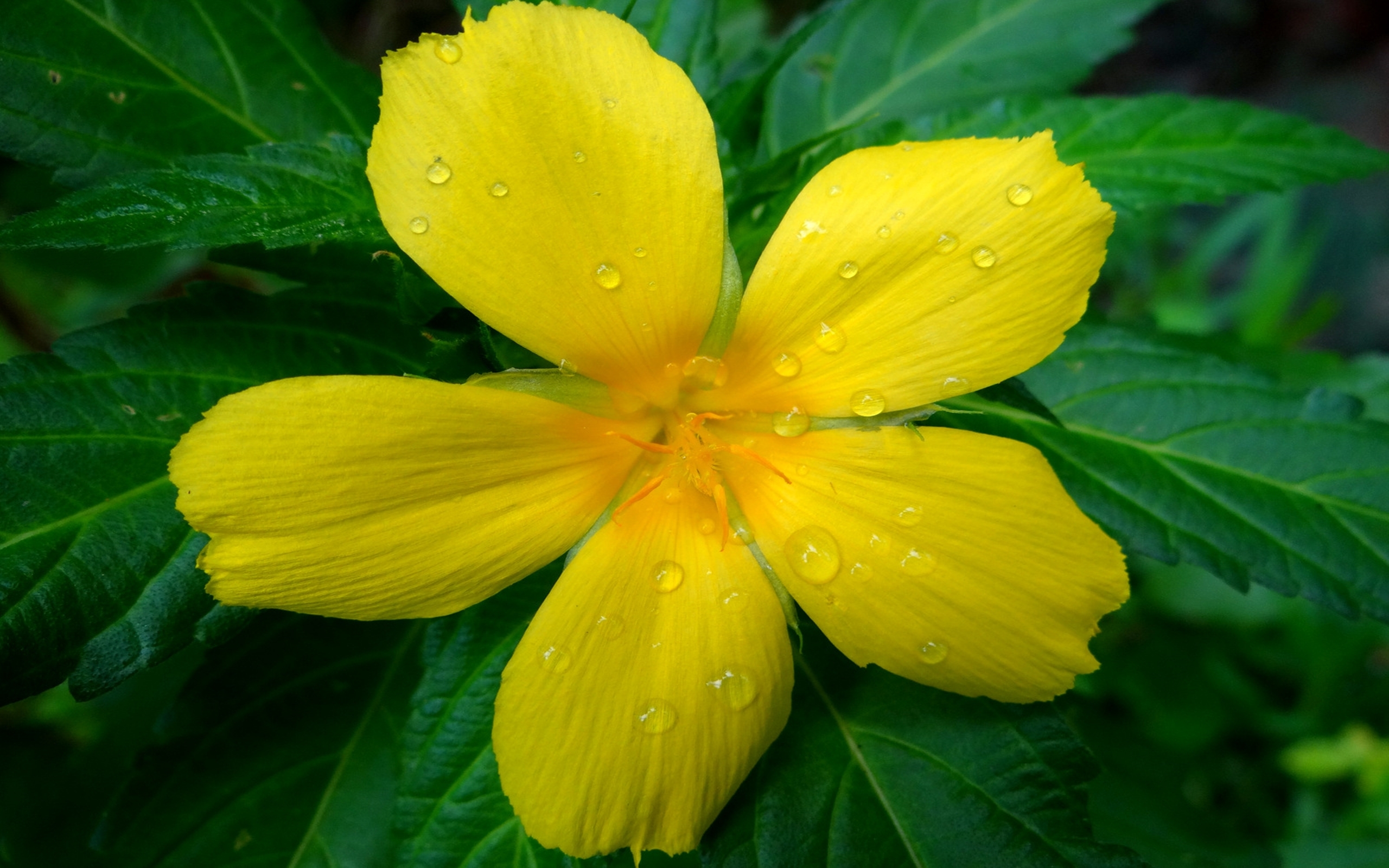 Baixar papel de parede para celular de Flores, Flor, Fechar Se, Flor Amarela, Terra/natureza, Gota De Água gratuito.