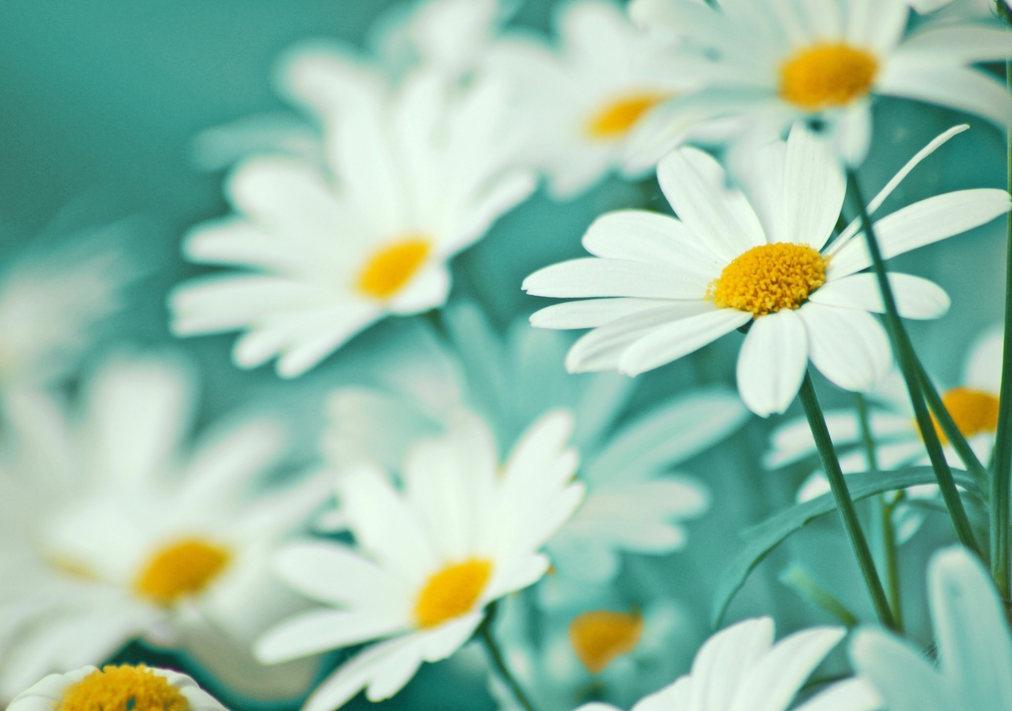 blur, flowers, camomile, smooth, field, stems