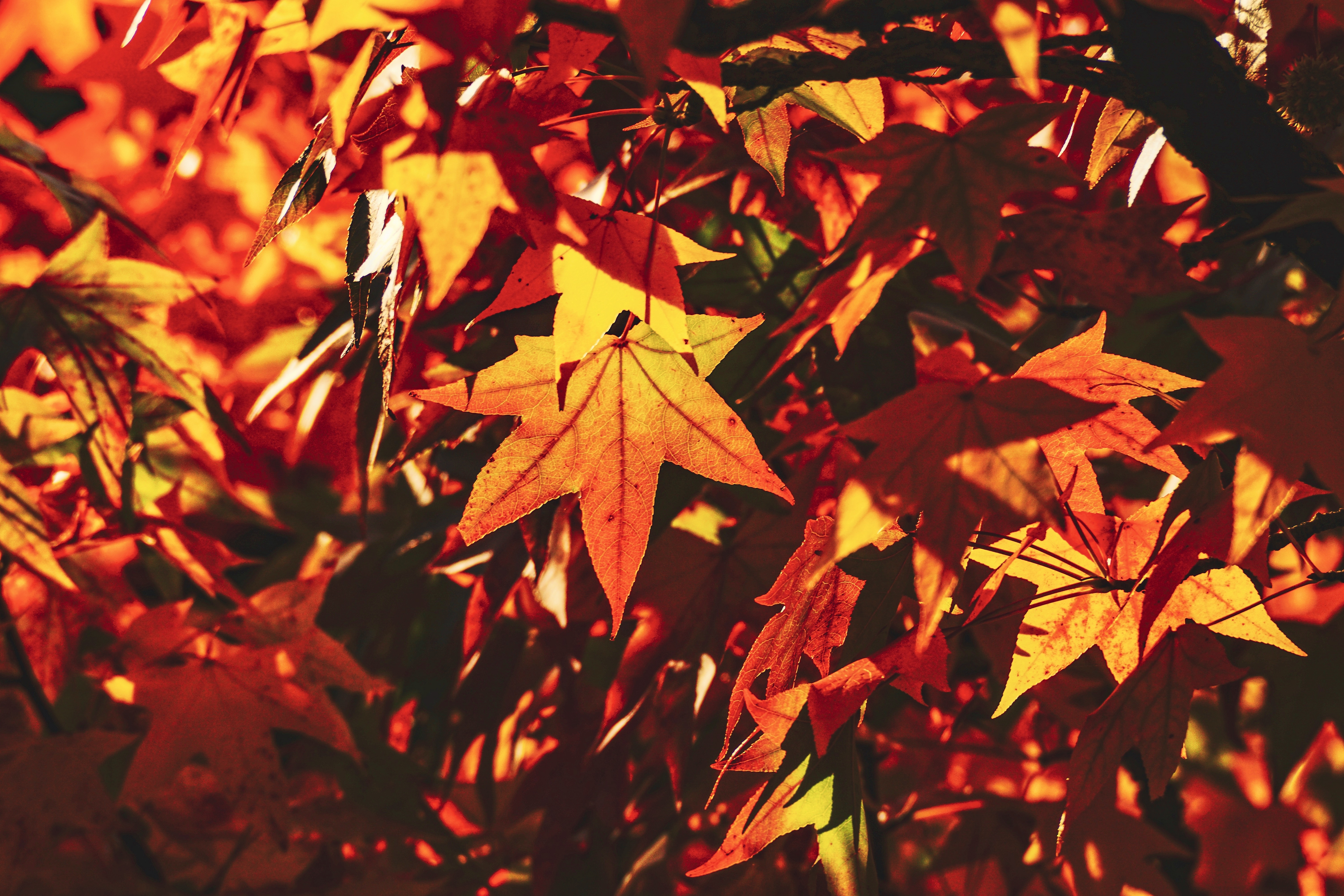 155642壁紙のダウンロード秋, 自然, 葉, ブランチ, 枝, 影, 日光, メープル, 楓-スクリーンセーバーと写真を無料で