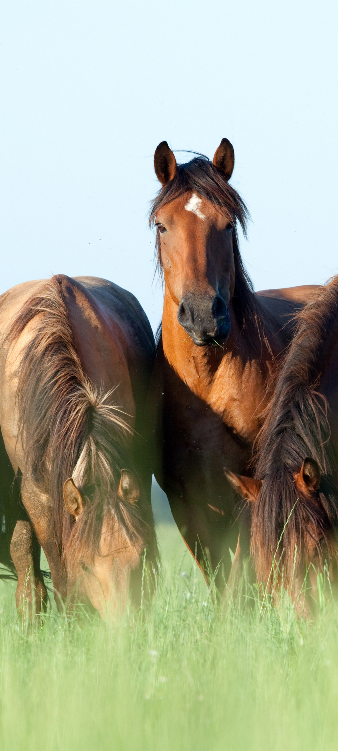 無料モバイル壁紙動物, 馬をダウンロードします。