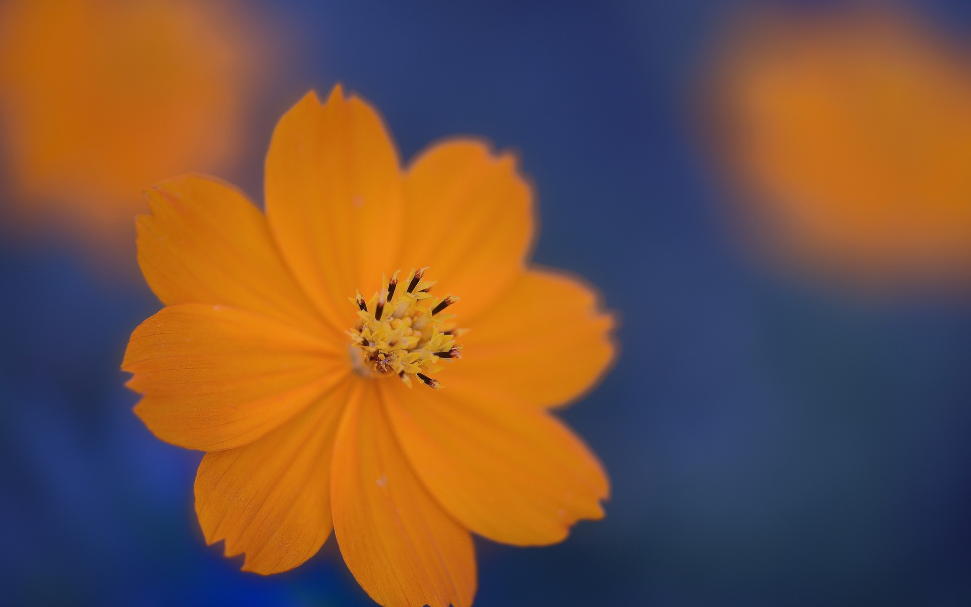 Descarga gratuita de fondo de pantalla para móvil de Flores, Flor, Tierra/naturaleza.