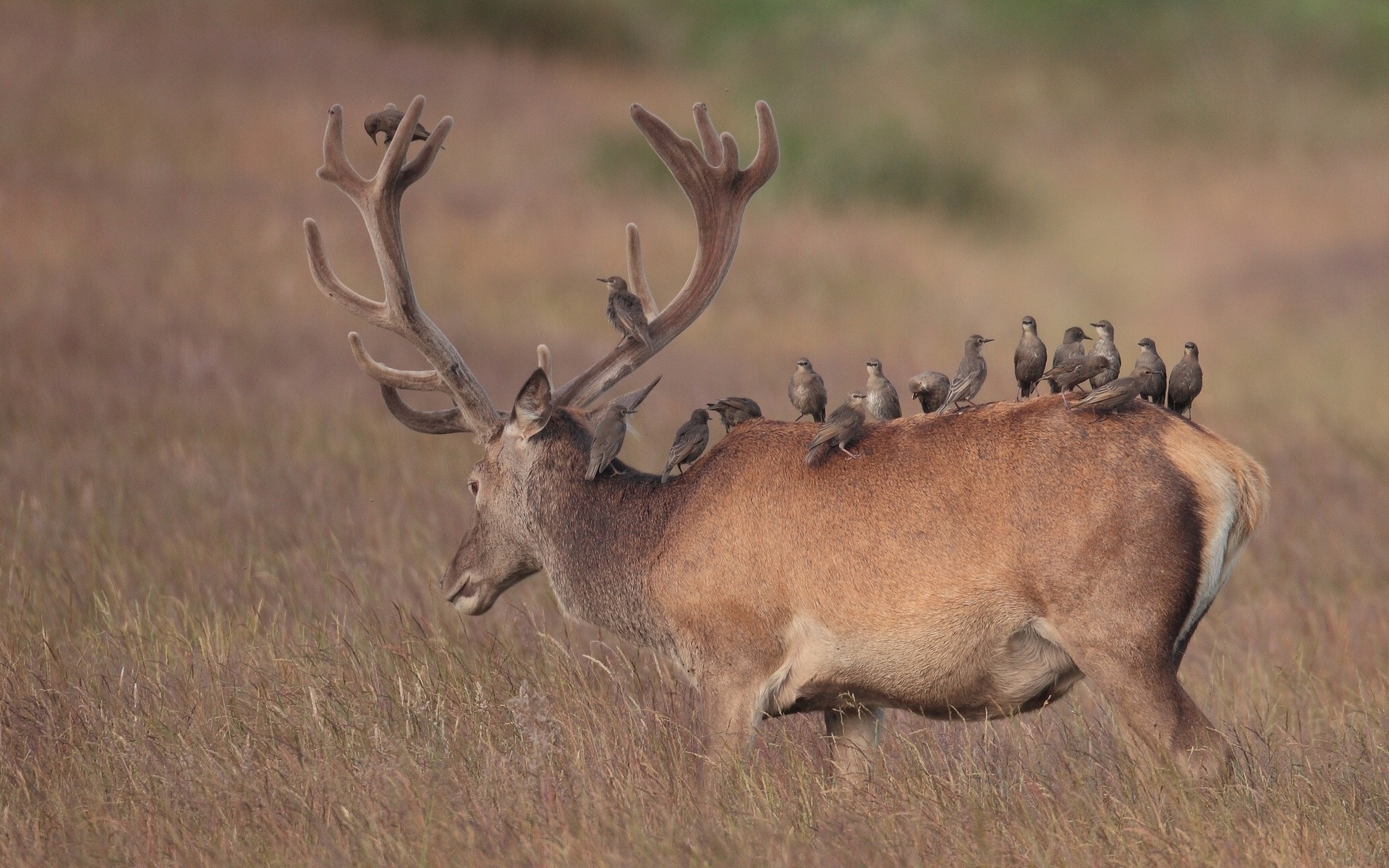 Laden Sie das Tiere, Hirsch-Bild kostenlos auf Ihren PC-Desktop herunter