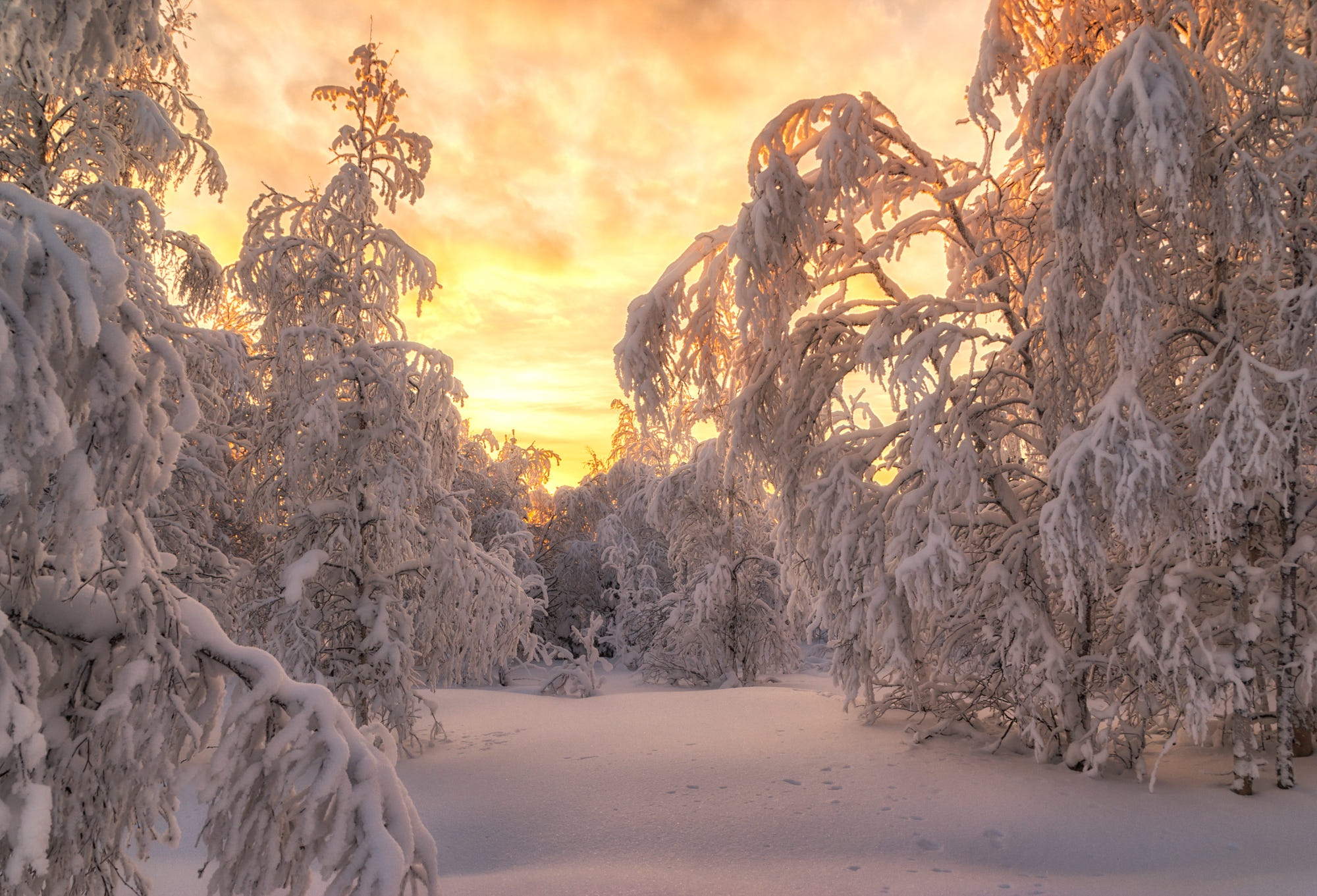 無料モバイル壁紙冬, 日没, 雪, モミの木, 森, 地球をダウンロードします。