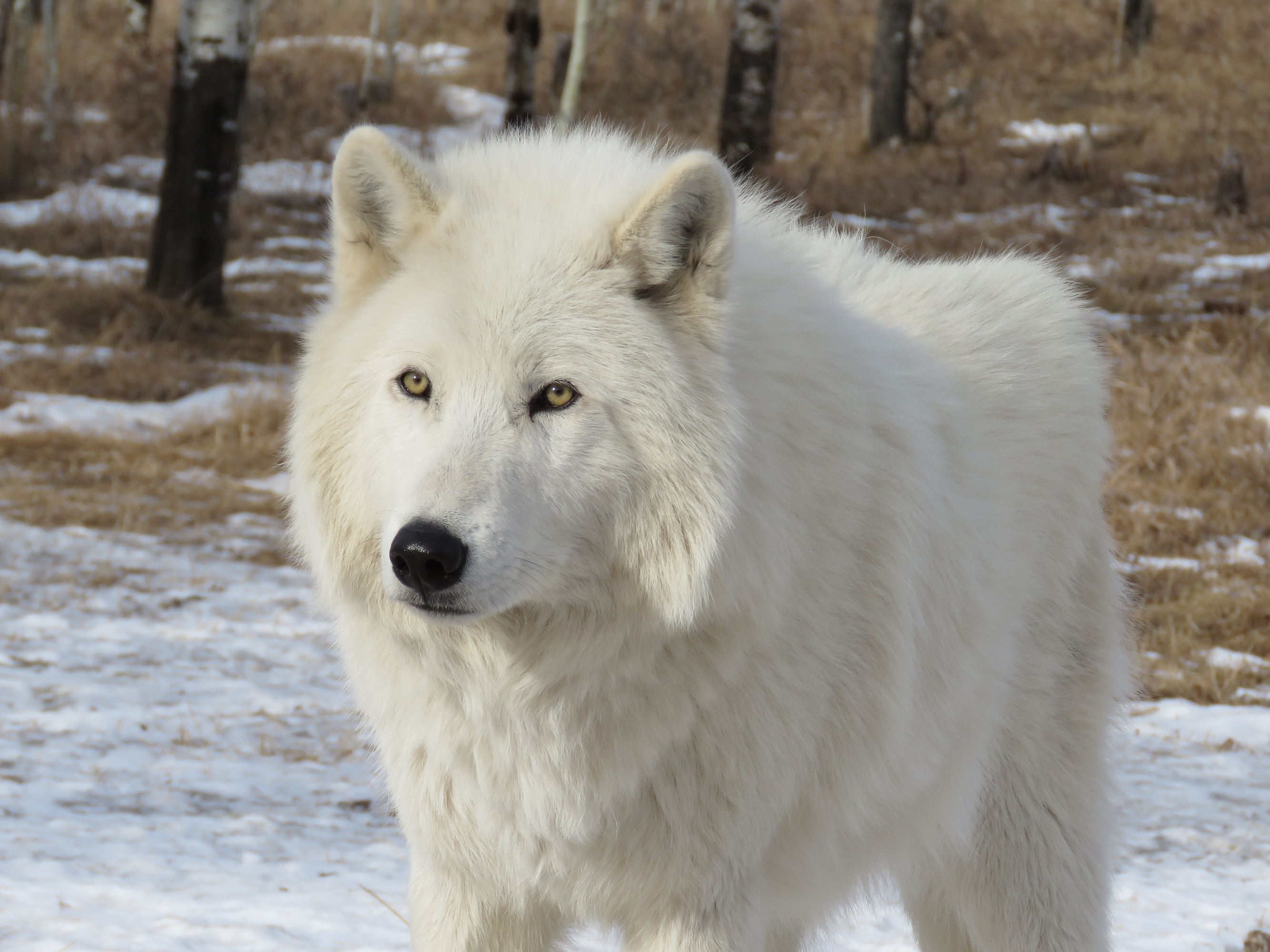 404502画像をダウンロード動物, 狼, ホッキョクオオカミ, オオカミ-壁紙とスクリーンセーバーを無料で