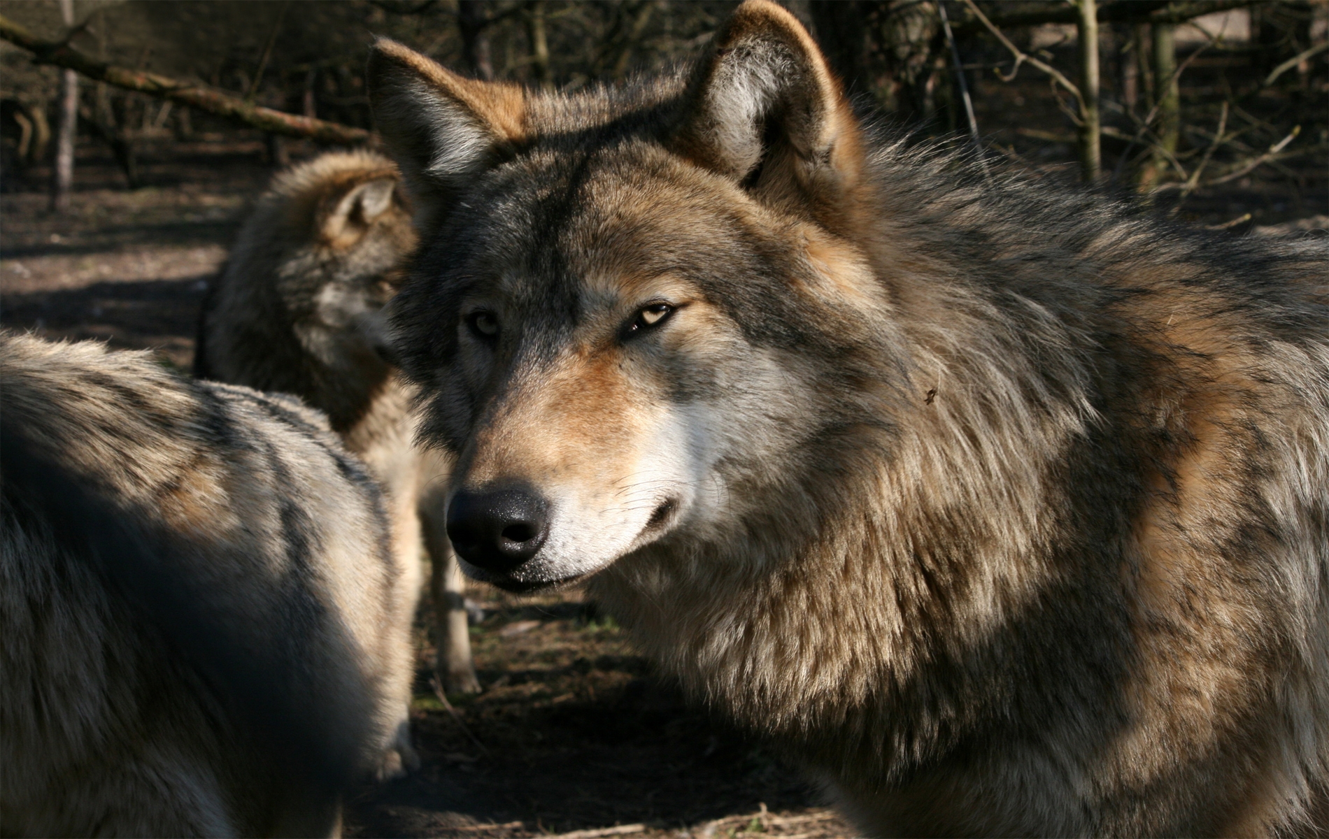 wolf, animals, muzzle, predator, wild download HD wallpaper