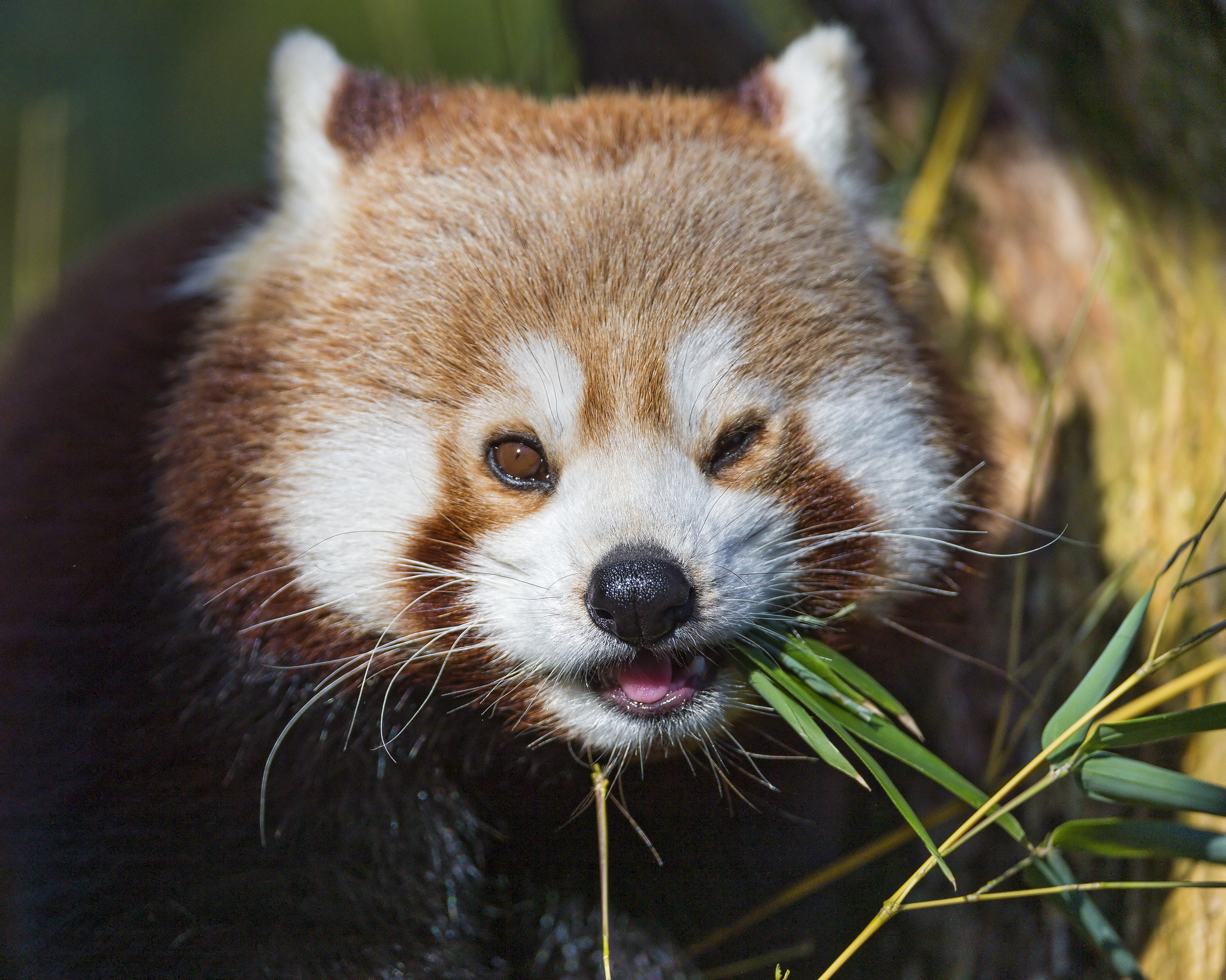 589443 Hintergrundbild herunterladen tiere, kleiner panda - Bildschirmschoner und Bilder kostenlos