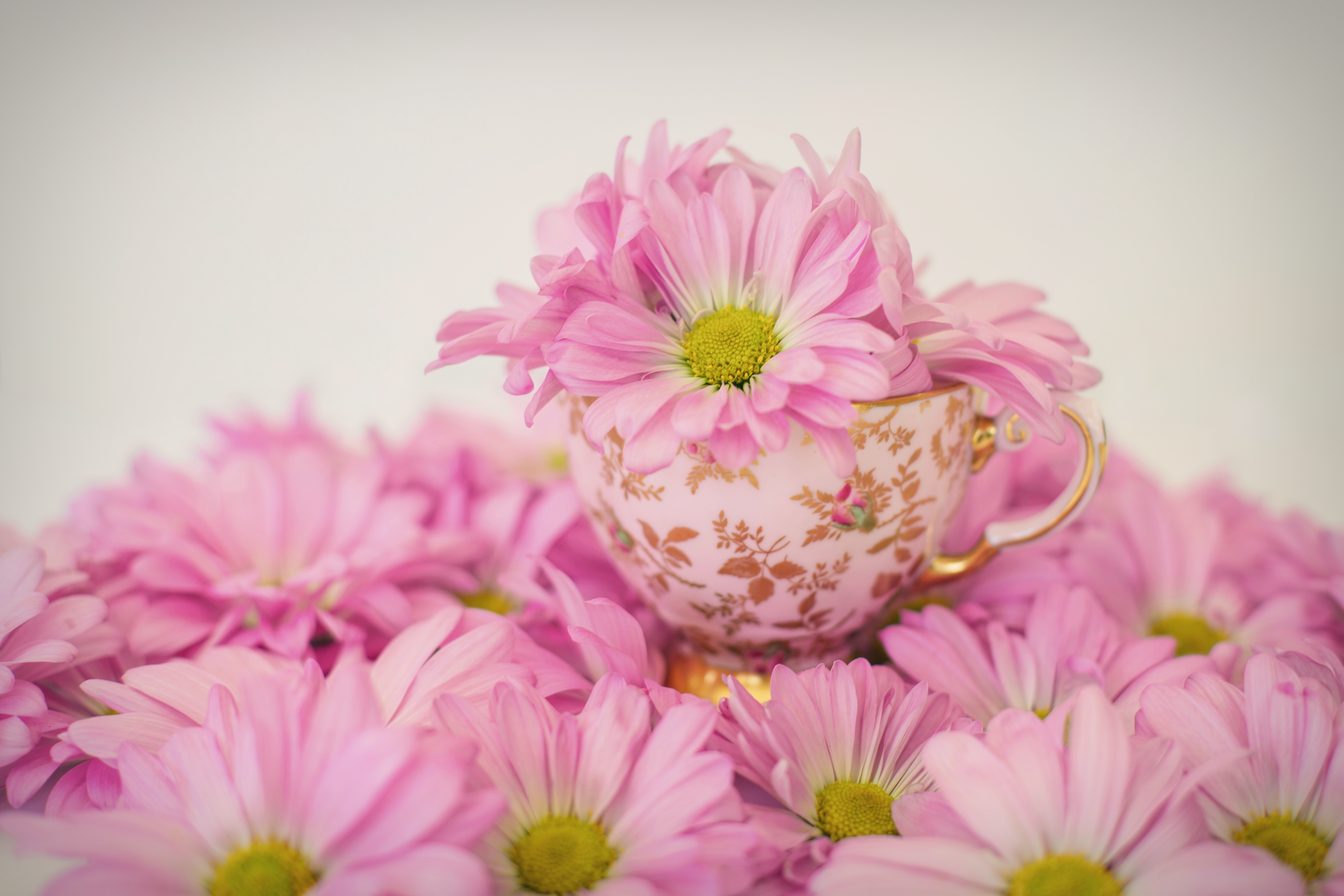 Завантажити шпалери безкоштовно Квітка, Створено Людиною, Рожева Квітка, Дейзі, Чайна Чашка картинка на робочий стіл ПК