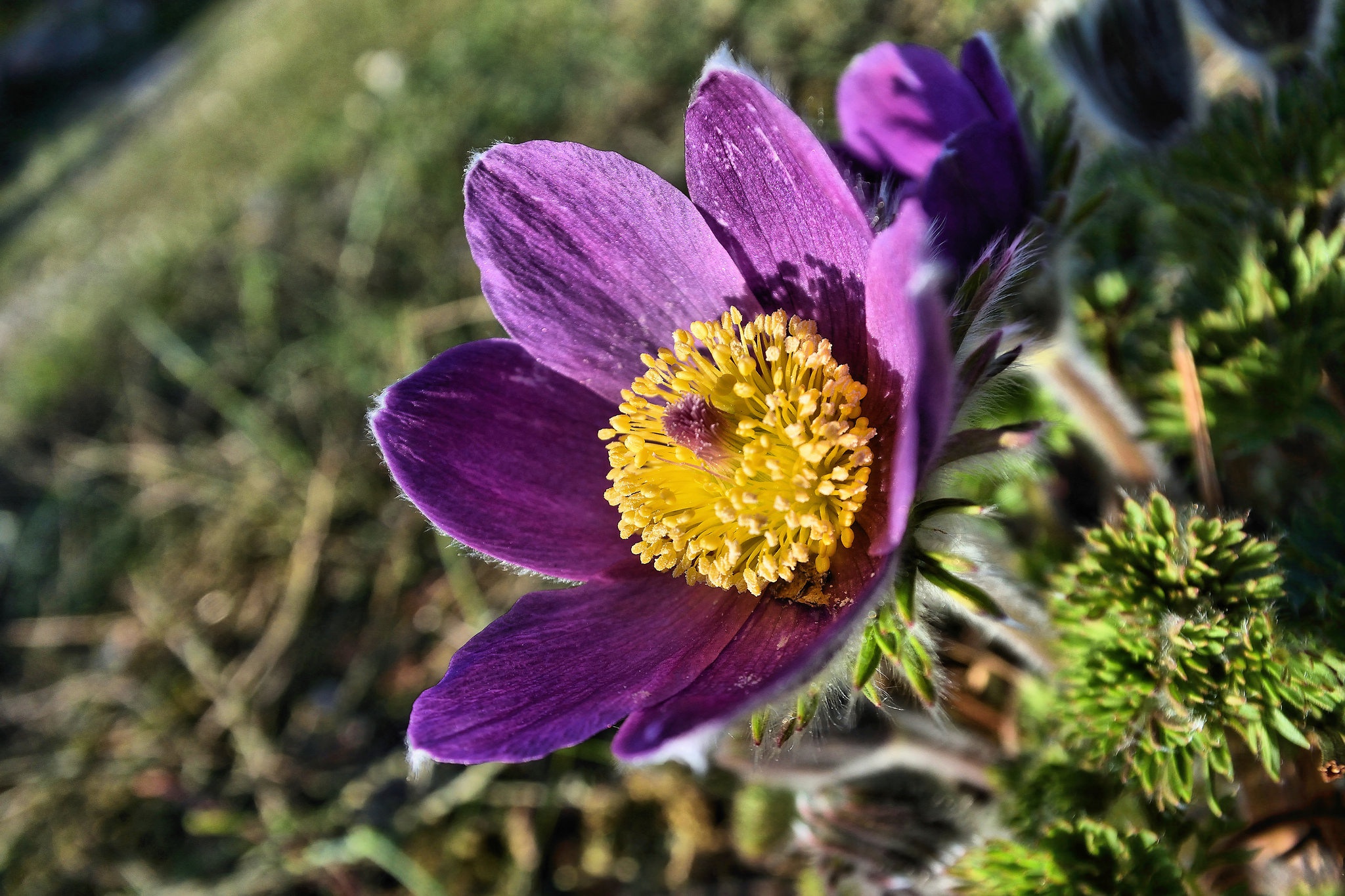 Handy-Wallpaper Natur, Blumen, Blume, Makro, Lila Blume, Erde/natur kostenlos herunterladen.