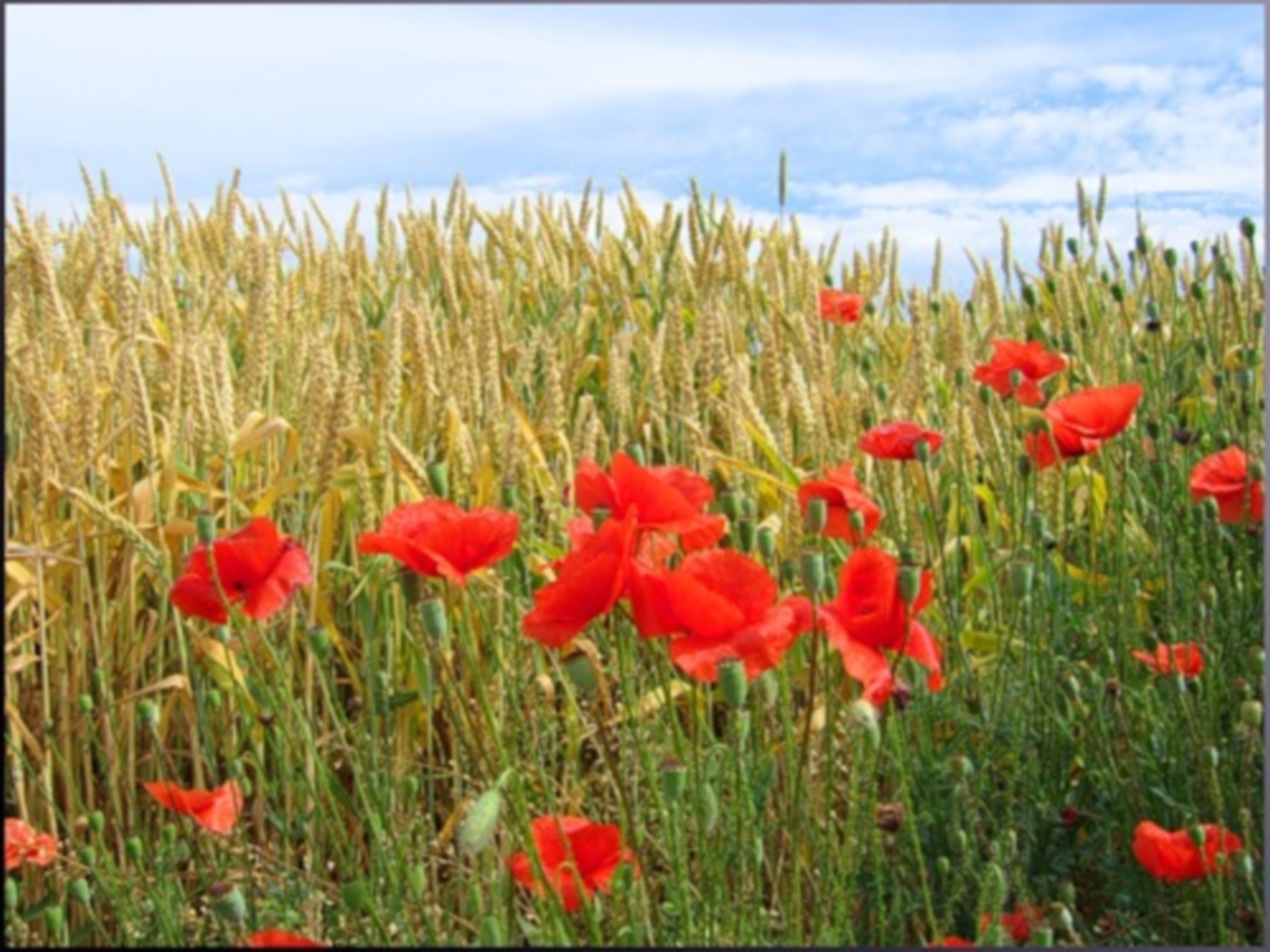 Laden Sie das Pflanzen, Landschaft, Blumen, Weizen, Felder, Mohn-Bild kostenlos auf Ihren PC-Desktop herunter