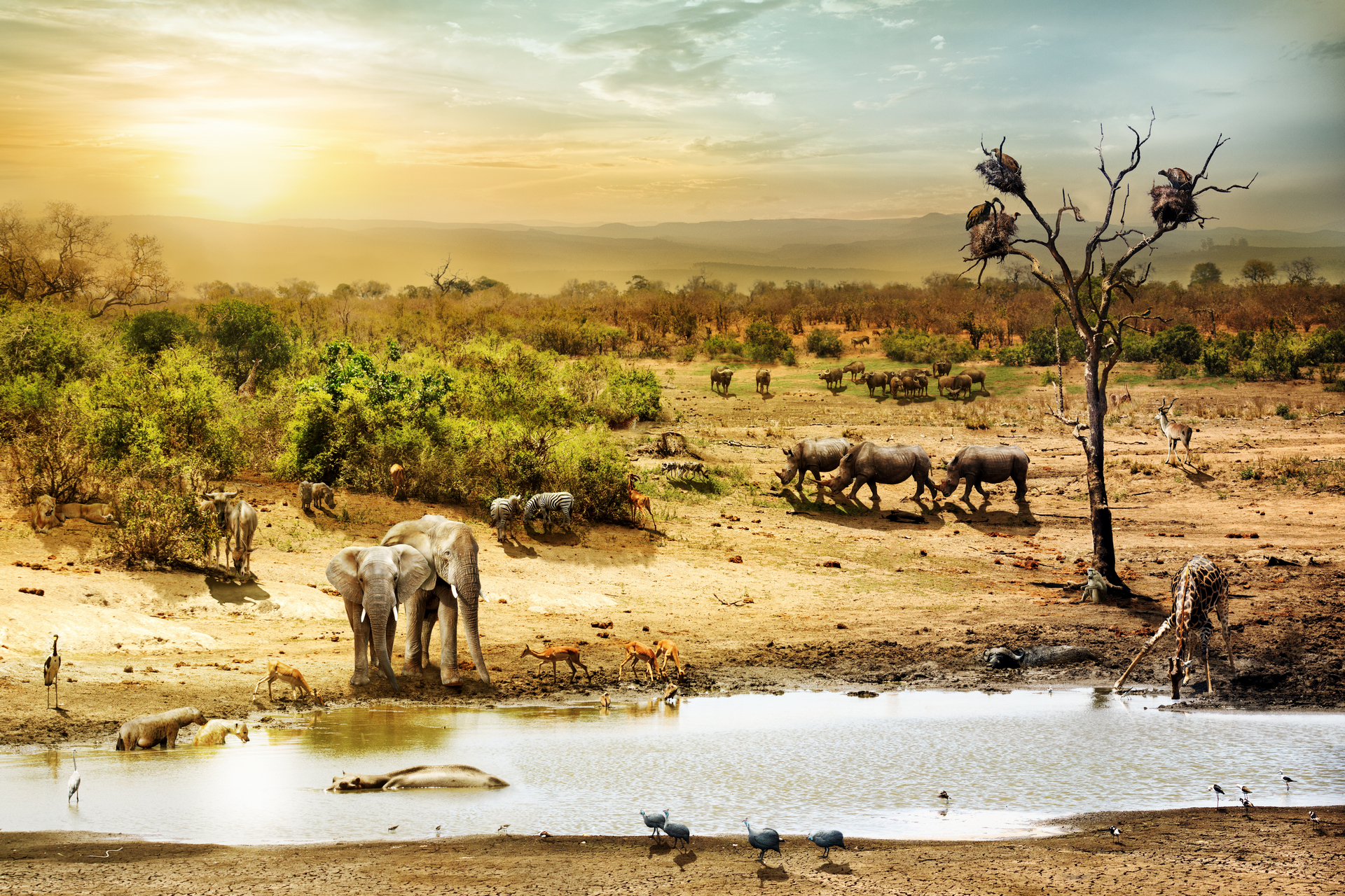 487107 скачать картинку сафари, животные, африканский слон, птицы, фантастика, жираф, зебра, слоны - обои и заставки бесплатно