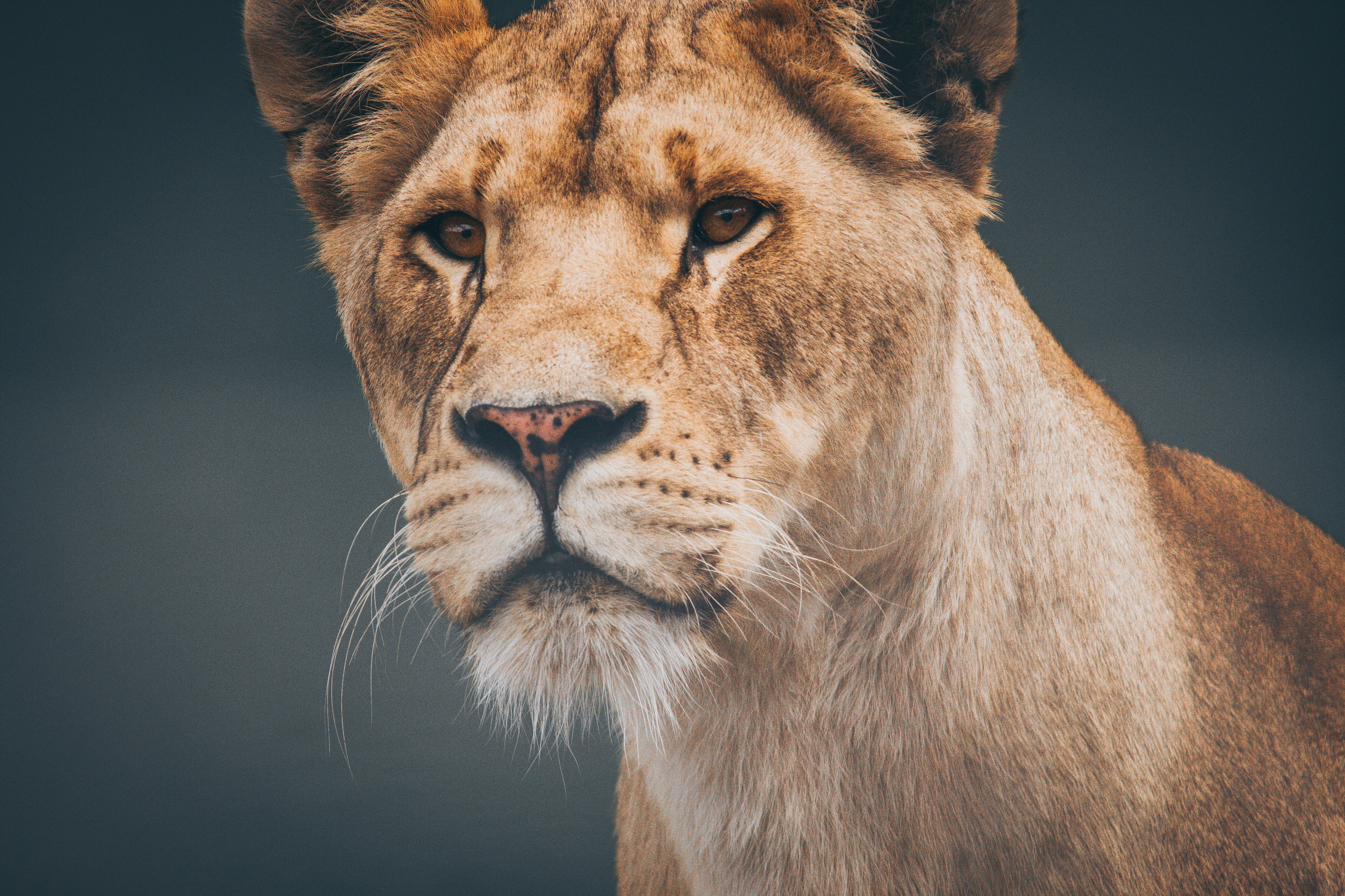 Download mobile wallpaper Muzzle, Animals, Predator, Lioness, Lion for free.
