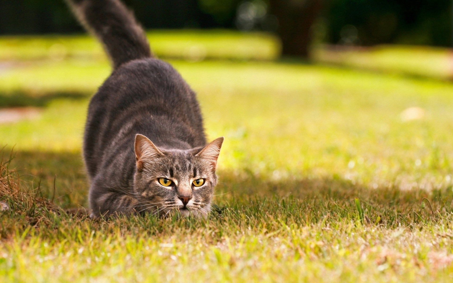 Laden Sie das Tiere, Katzen, Katze-Bild kostenlos auf Ihren PC-Desktop herunter