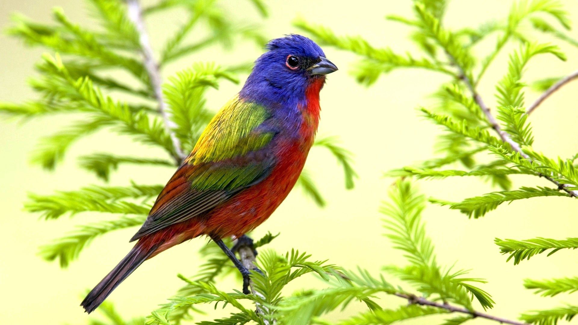 無料モバイル壁紙動物, 座る, ブランチ, 枝, 鳥, 色をダウンロードします。