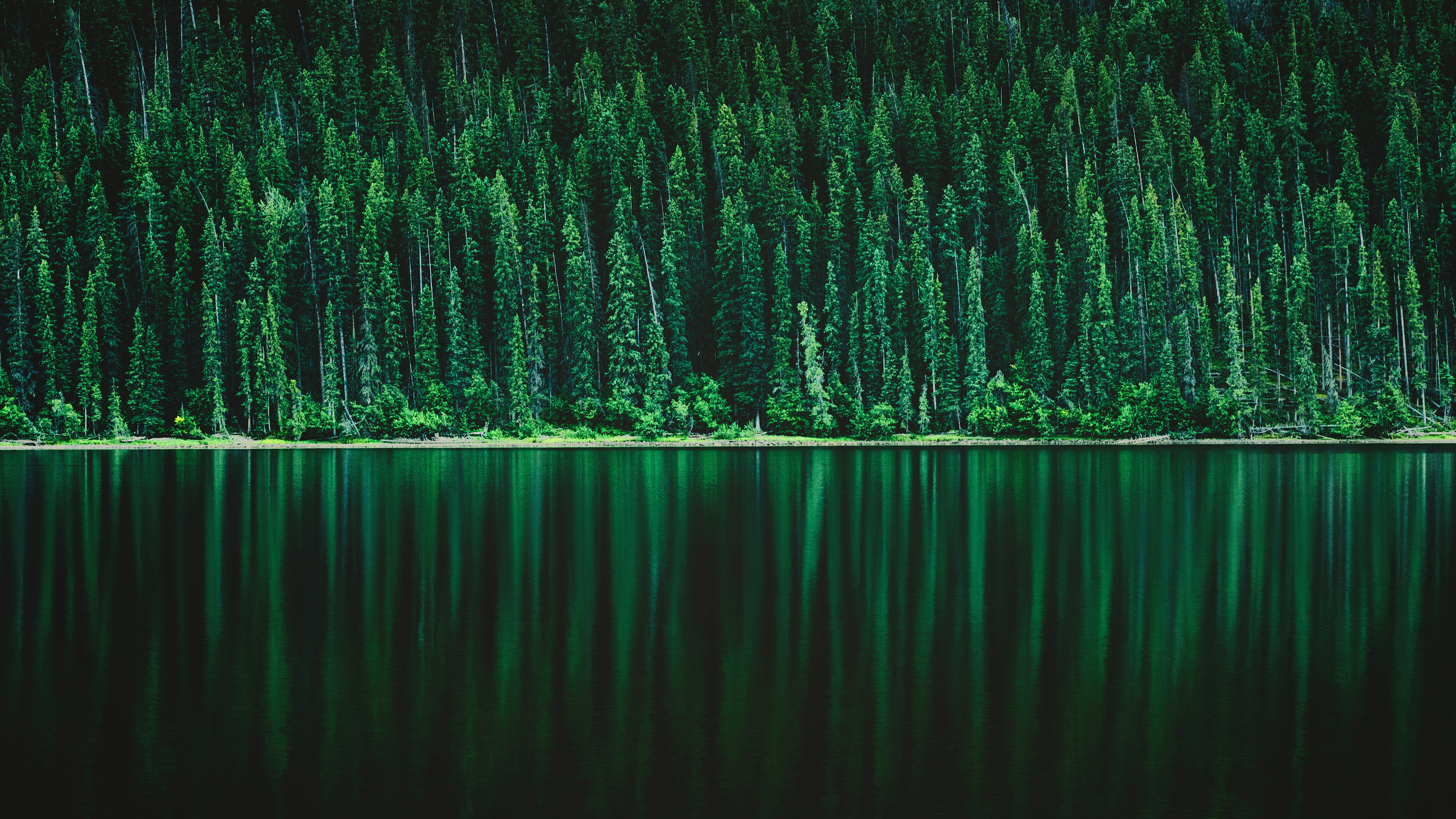 pine, earth, reflection, forest, greenery, lake, nature