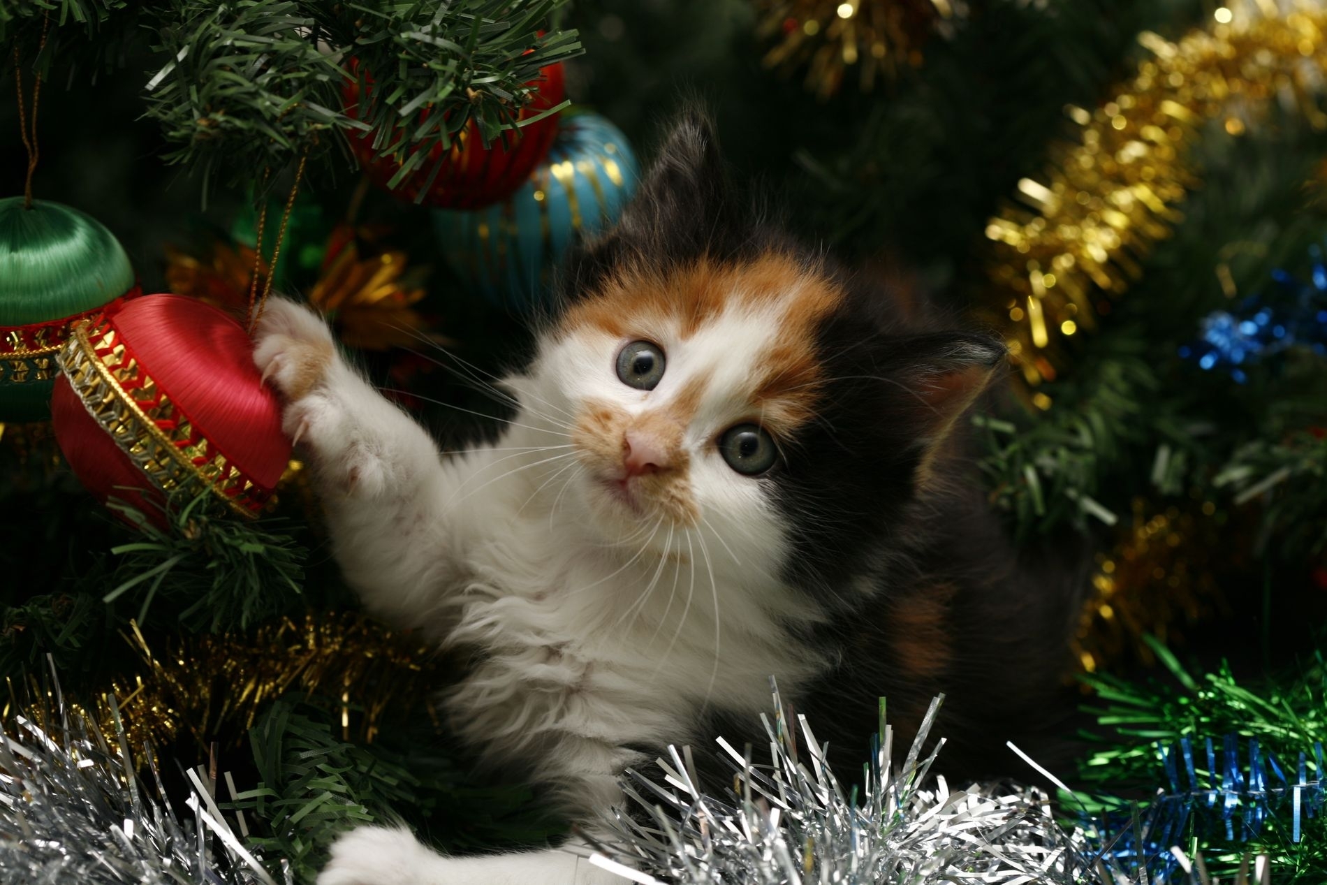 spotted, animals, christmas tree toys, kitty, kitten, muzzle, spotty, christmas, christmas decorations, christmas tree, tinsel