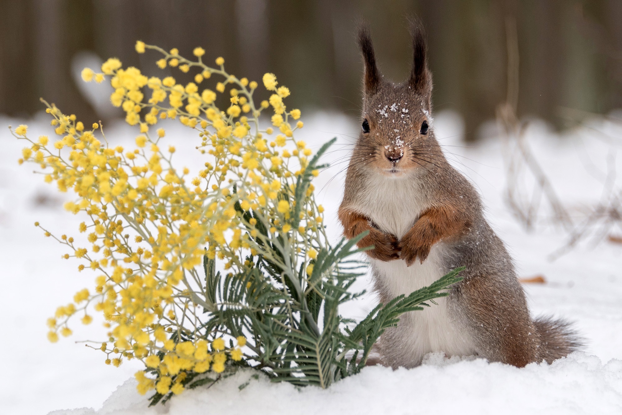 Handy-Wallpaper Tiere, Winter, Eichhörnchen, Schnee, Nagetier, Gelbe Blume kostenlos herunterladen.