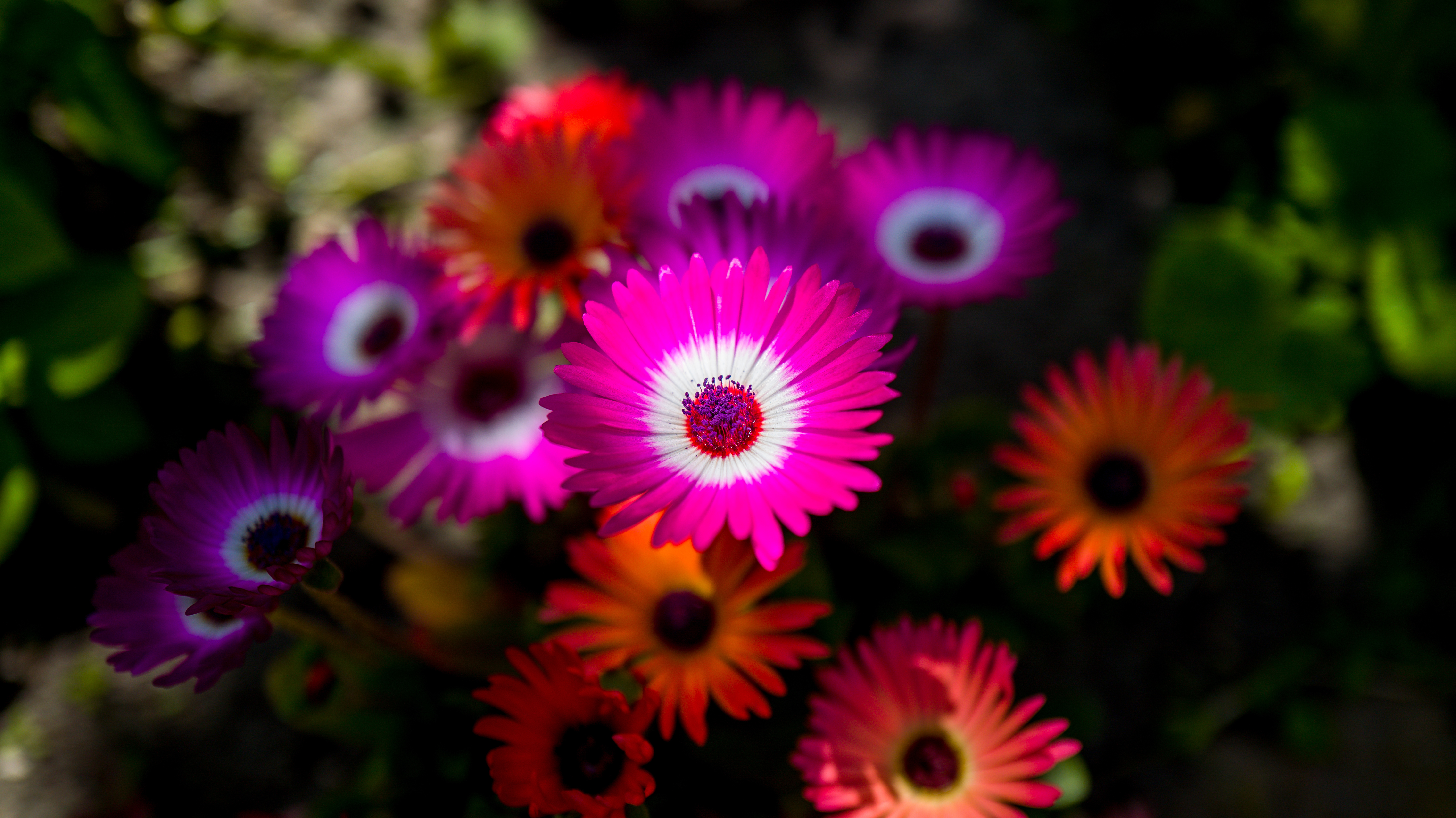Free download wallpaper Flowers, Flower, Earth, Colorful on your PC desktop