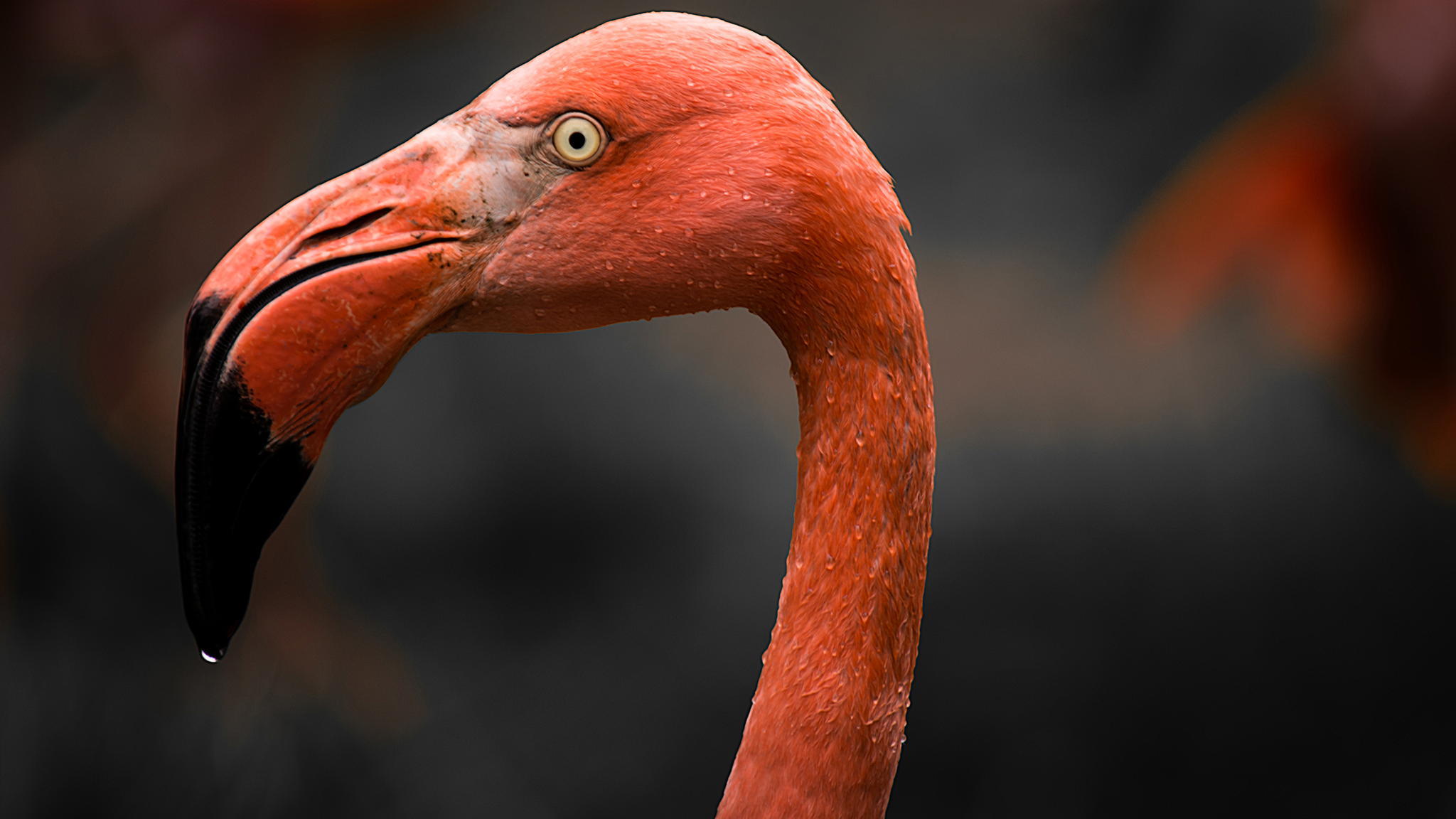 Handy-Wallpaper Tiere, Vögel, Flamingo, Vogel, Nahansicht kostenlos herunterladen.