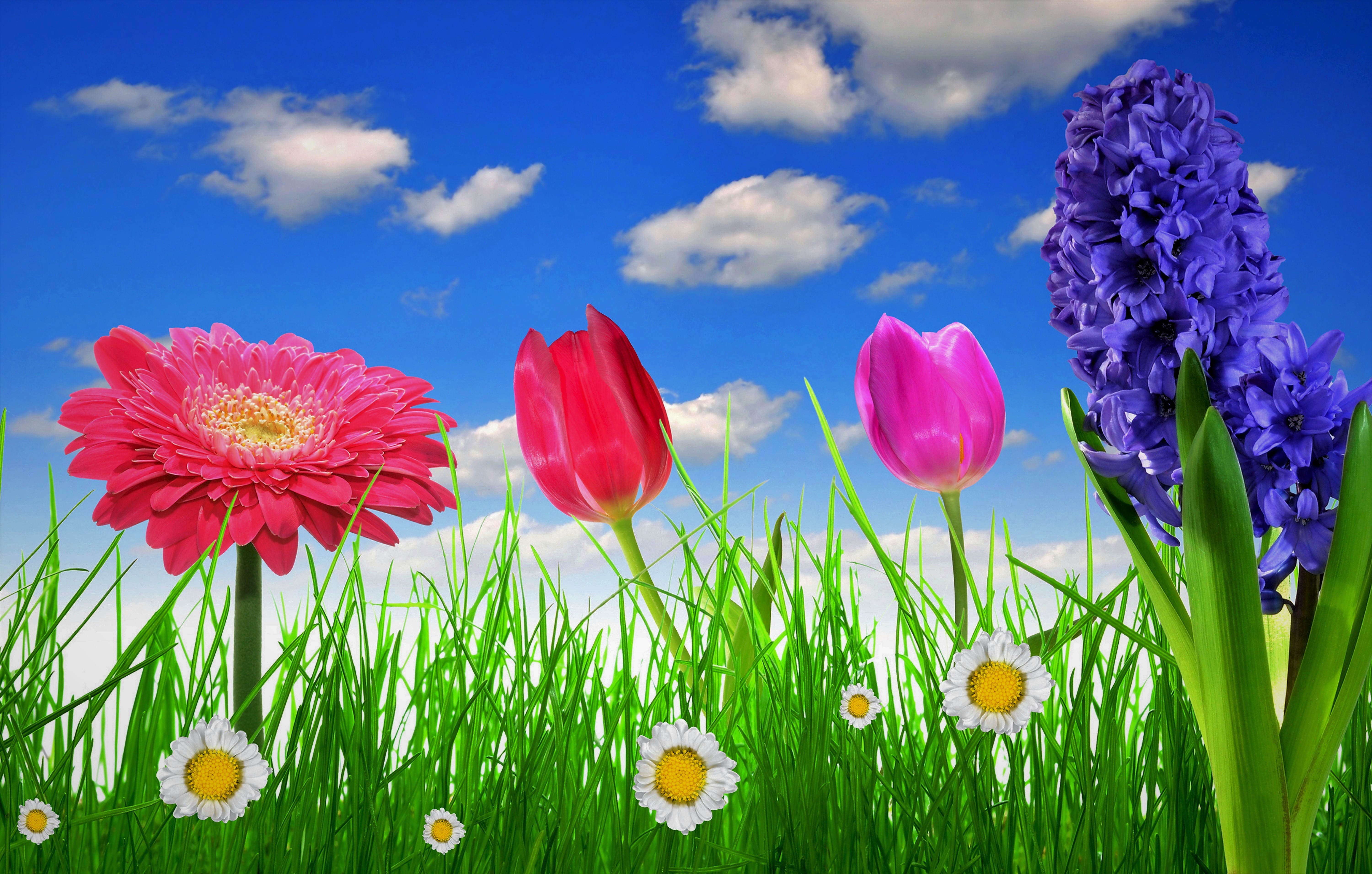 spring, grass, earth, flower, daisy, gerbera, hyacinth, tulip, flowers