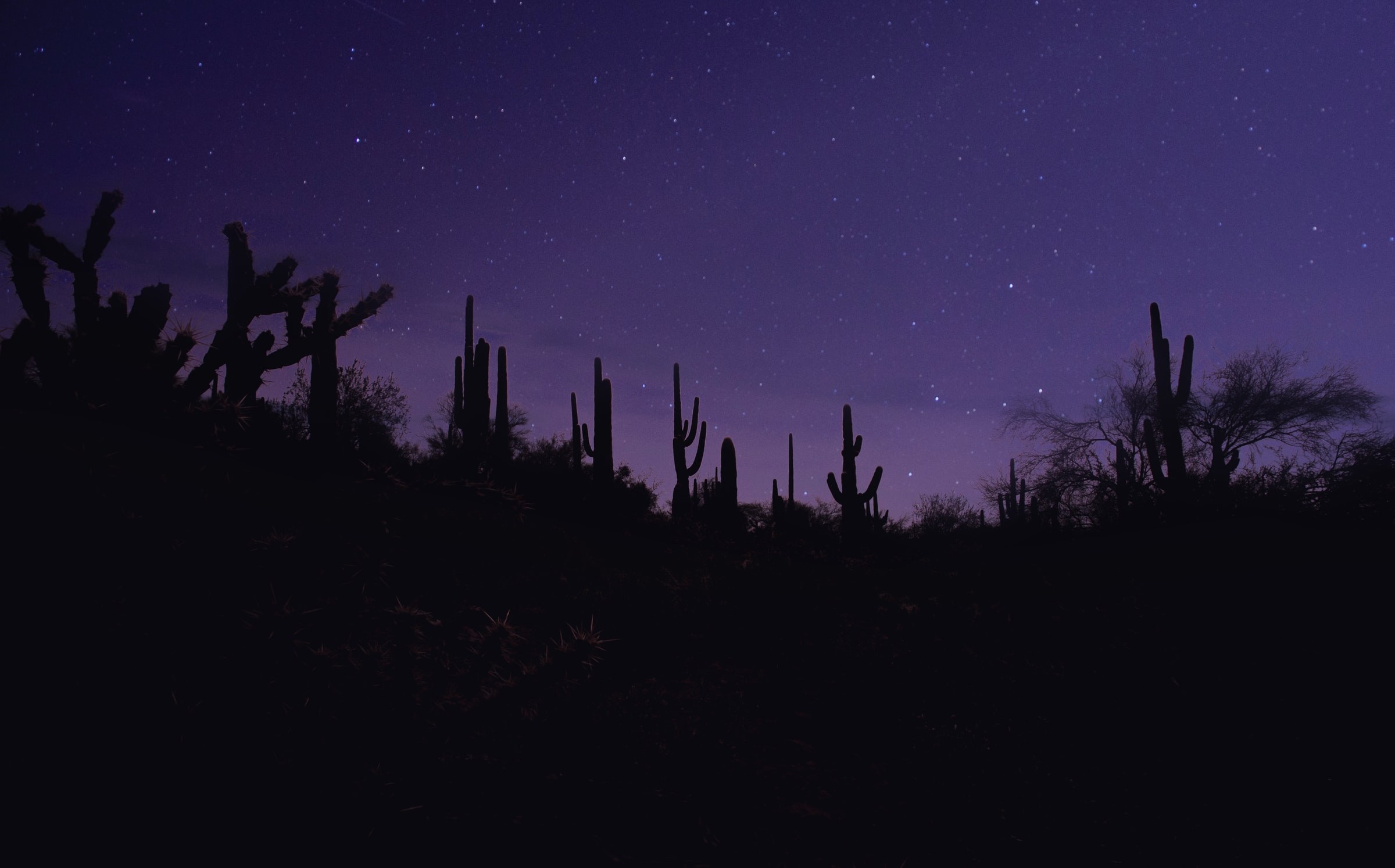 PC Wallpapers night, purple, violet, cactuses, dark, silhouettes