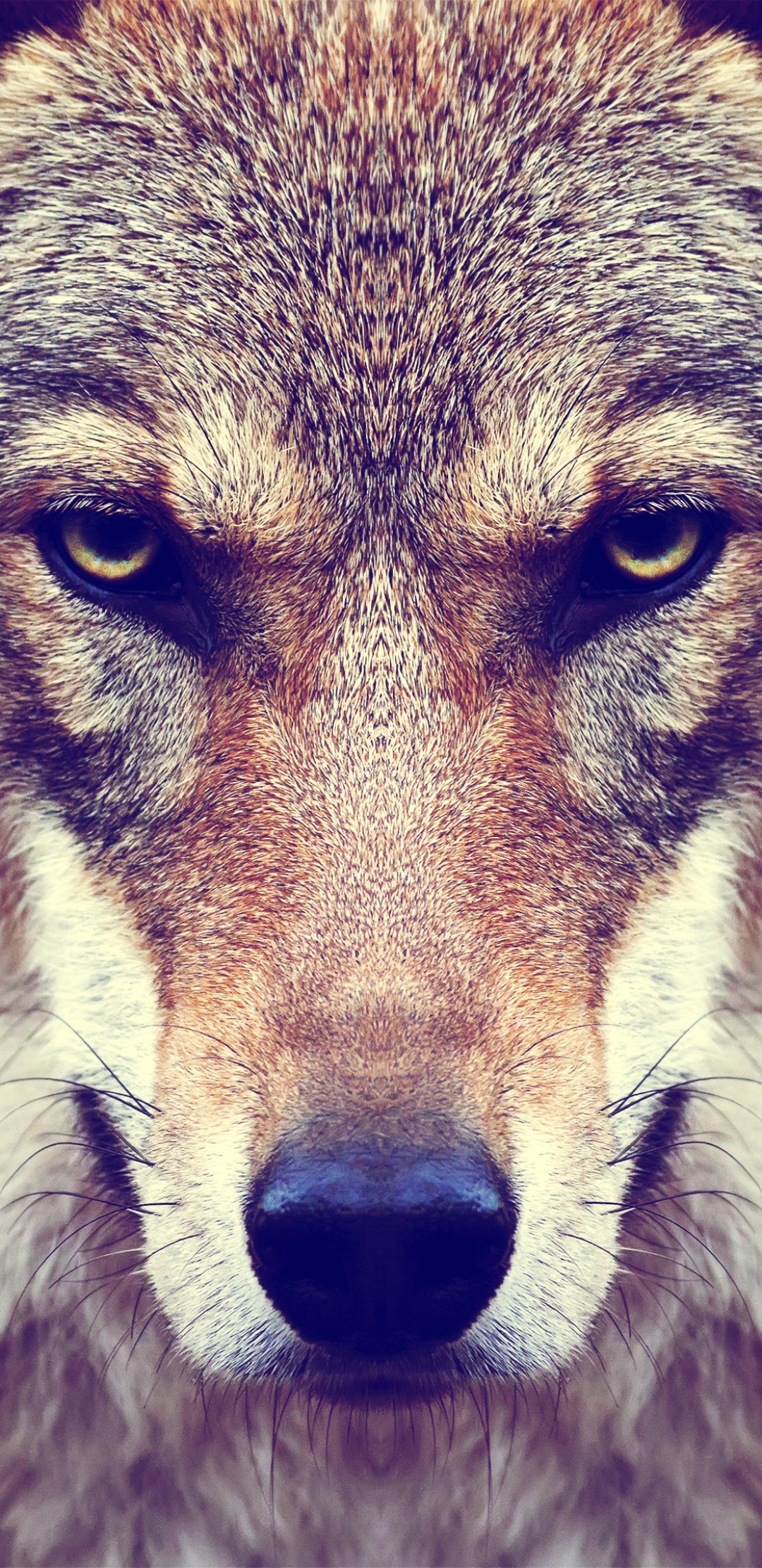 無料モバイル壁紙動物, オオカミ, 銃口, 狼, 顔, 見詰めるをダウンロードします。