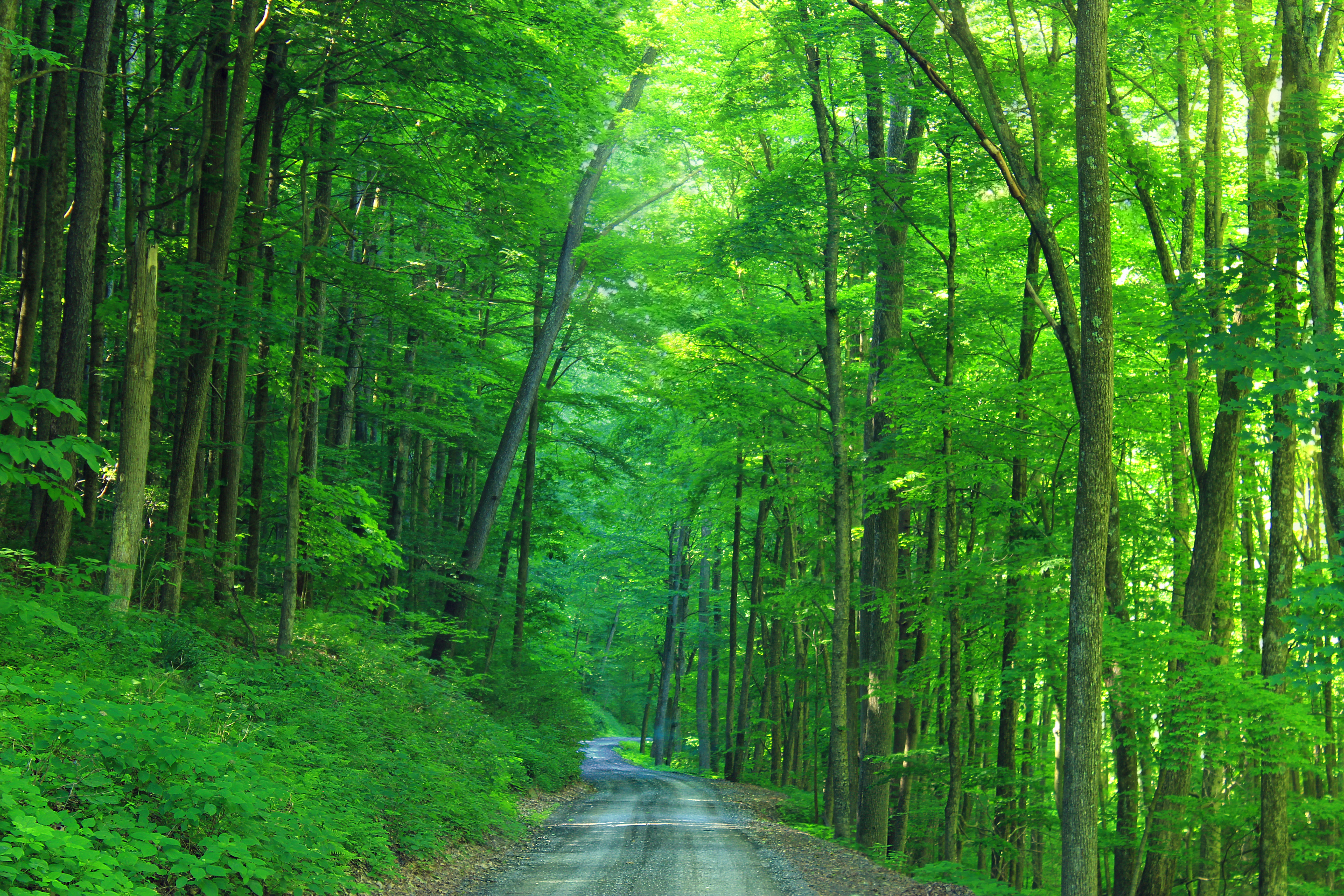 road, green, man made, dirt road, forest