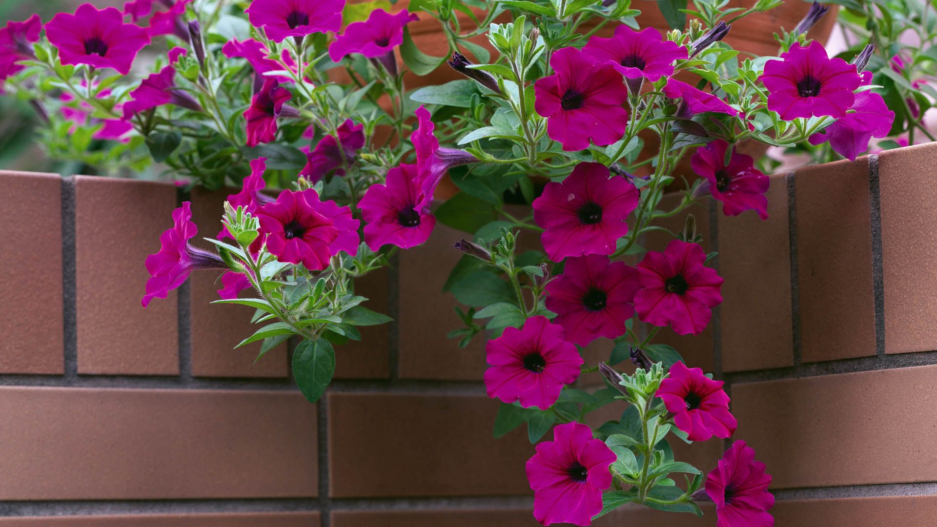 Free download wallpaper Flowers, Plant, Petals on your PC desktop