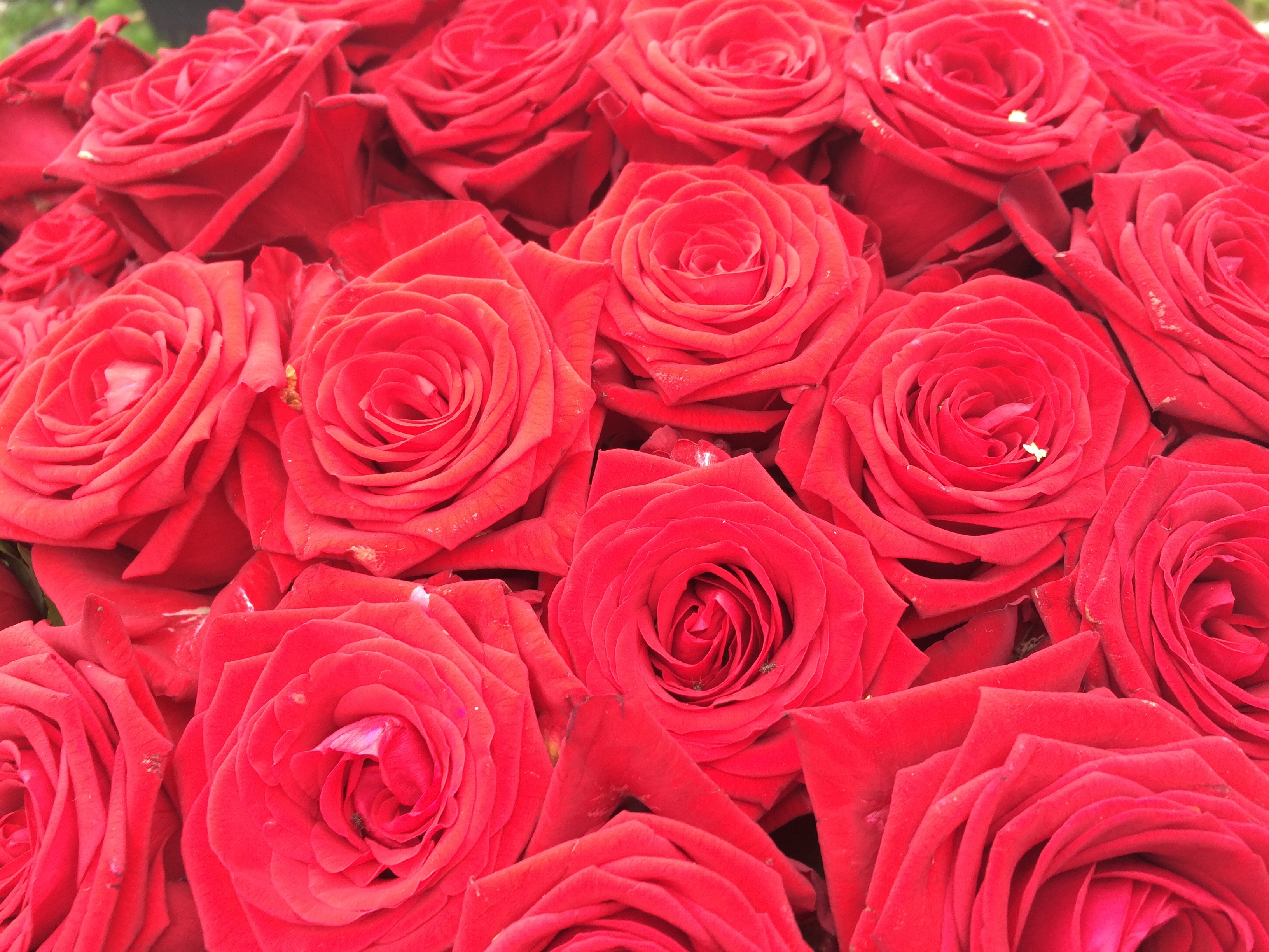 Download mobile wallpaper Bouquet, Flowers, Roses for free.