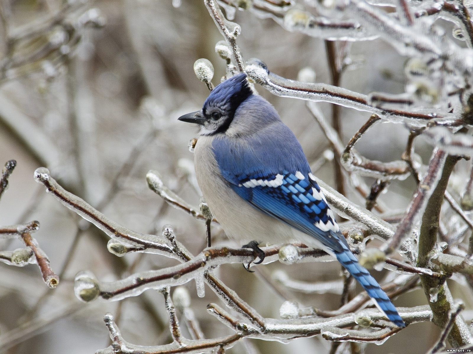 birds, animals, winter, gray HD for desktop 1080p