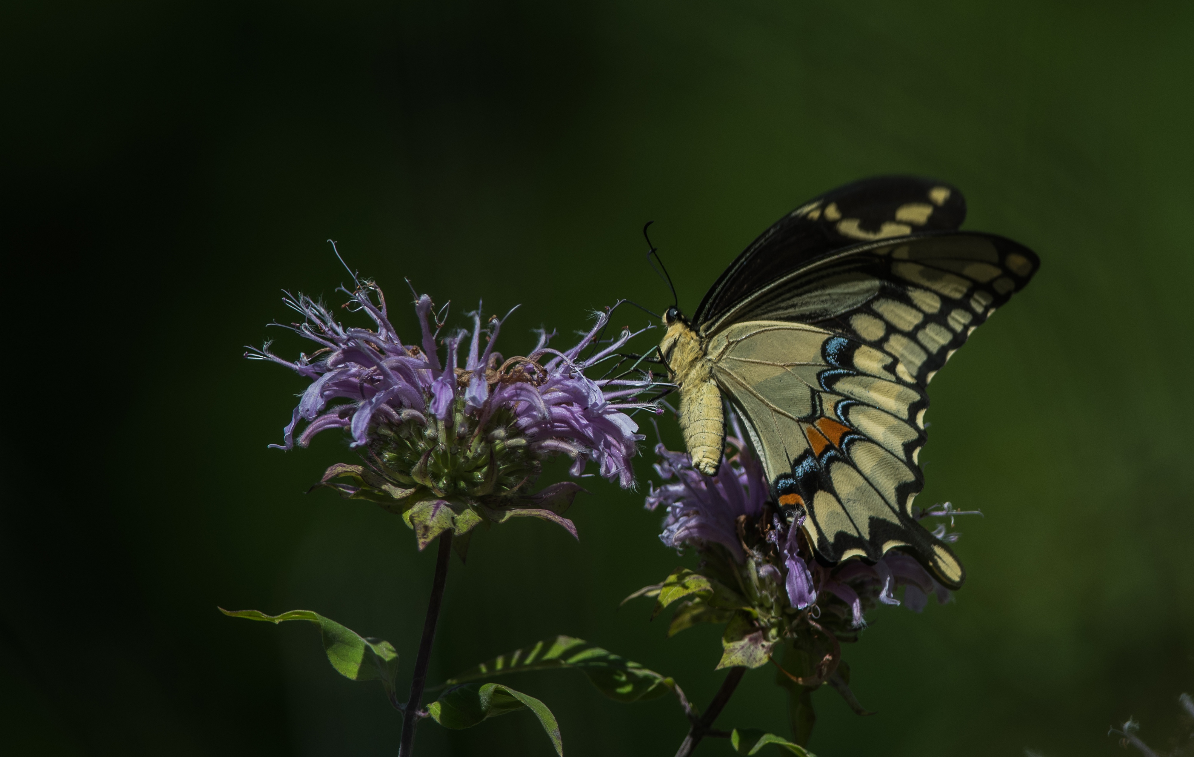 Téléchargez gratuitement l'image Animaux, Fleur, Macro, Insecte, Papillon sur le bureau de votre PC