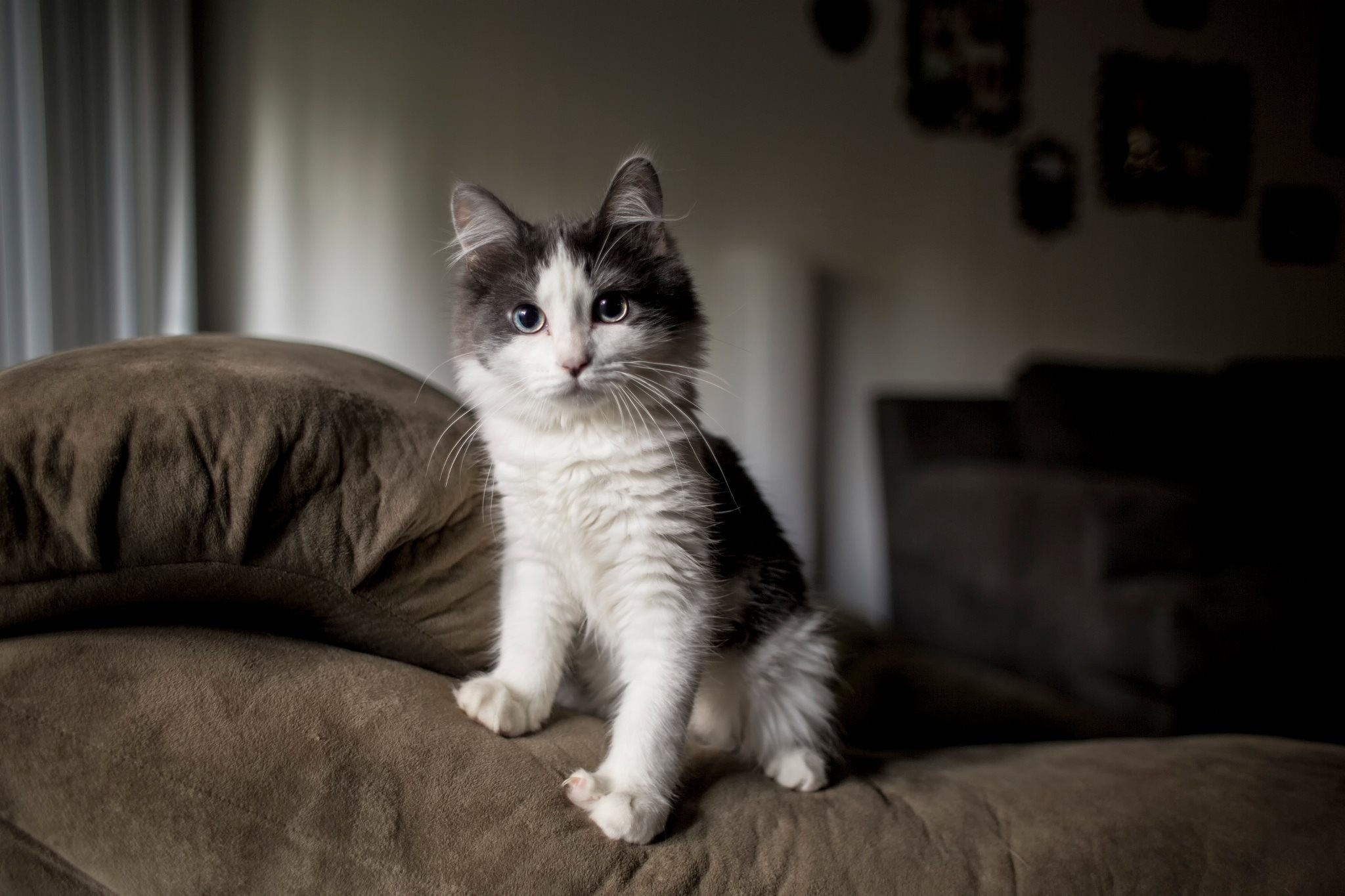 Baixe gratuitamente a imagem Animais, Gatos, Gato na área de trabalho do seu PC