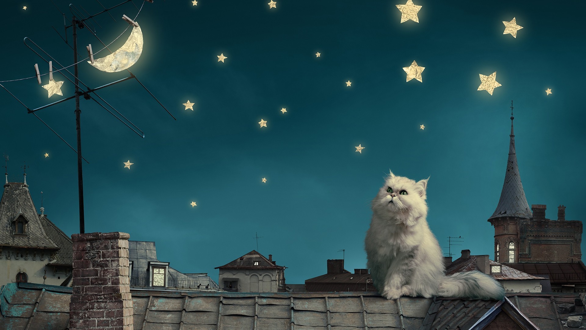 Free download wallpaper Cats, Cat, Animal on your PC desktop