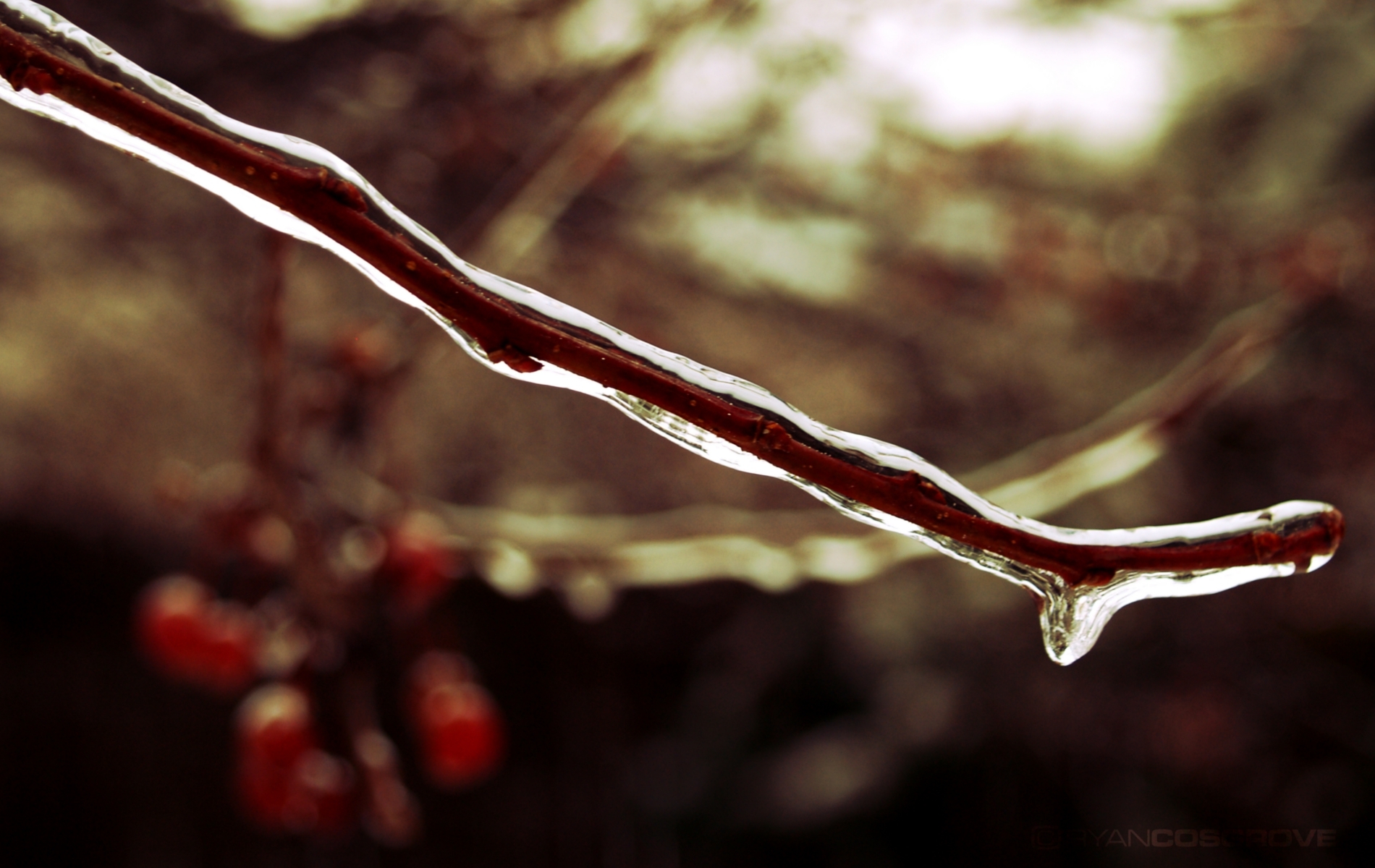 Free download wallpaper Macro, Branch, Frost, Ice, Brown on your PC desktop