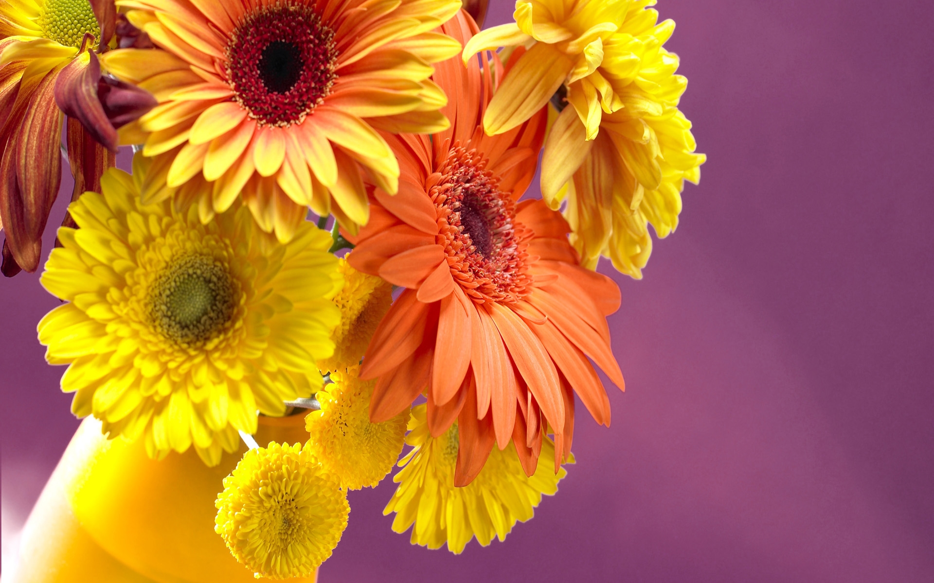 Handy-Wallpaper Gerbera, Blume, Erde, Vase, Gänseblümchen, Gelbe Blume, Menschengemacht, Orangene Blume kostenlos herunterladen.