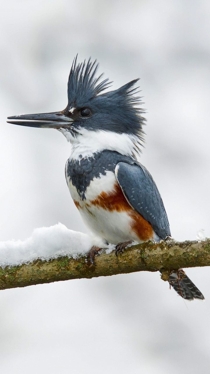 Download mobile wallpaper Winter, Birds, Bird, Animal, Kingfisher, Belted Kingfisher for free.