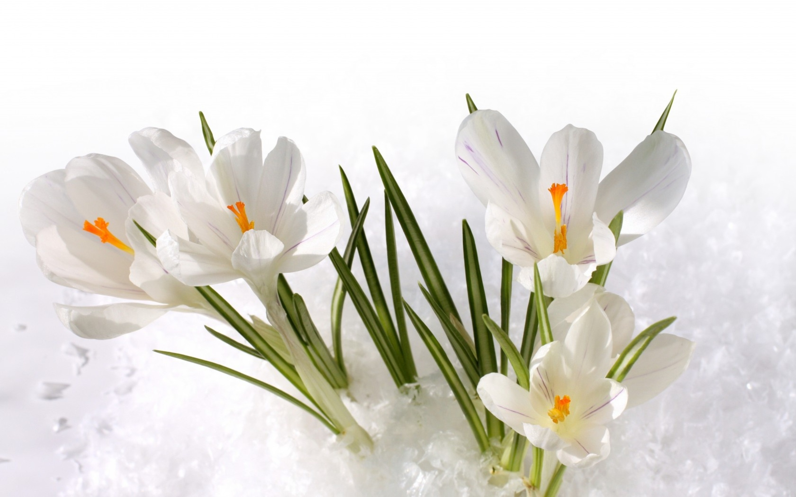 無料モバイル壁紙クロッカス, 白い花, フラワーズ, 花, 地球をダウンロードします。